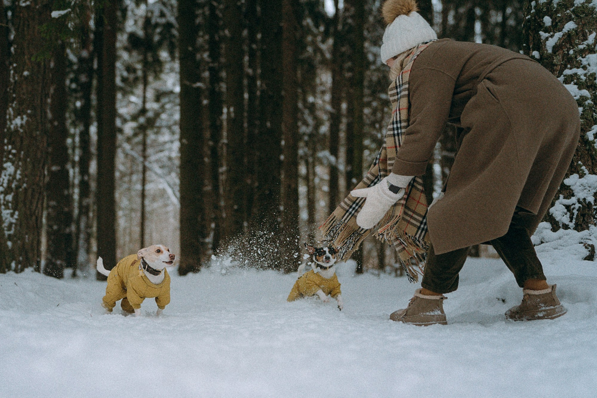 Алина, Ваниль и Элис. Фотограф анималист в Москве и Санкт-Петербурге Свиридова Анна