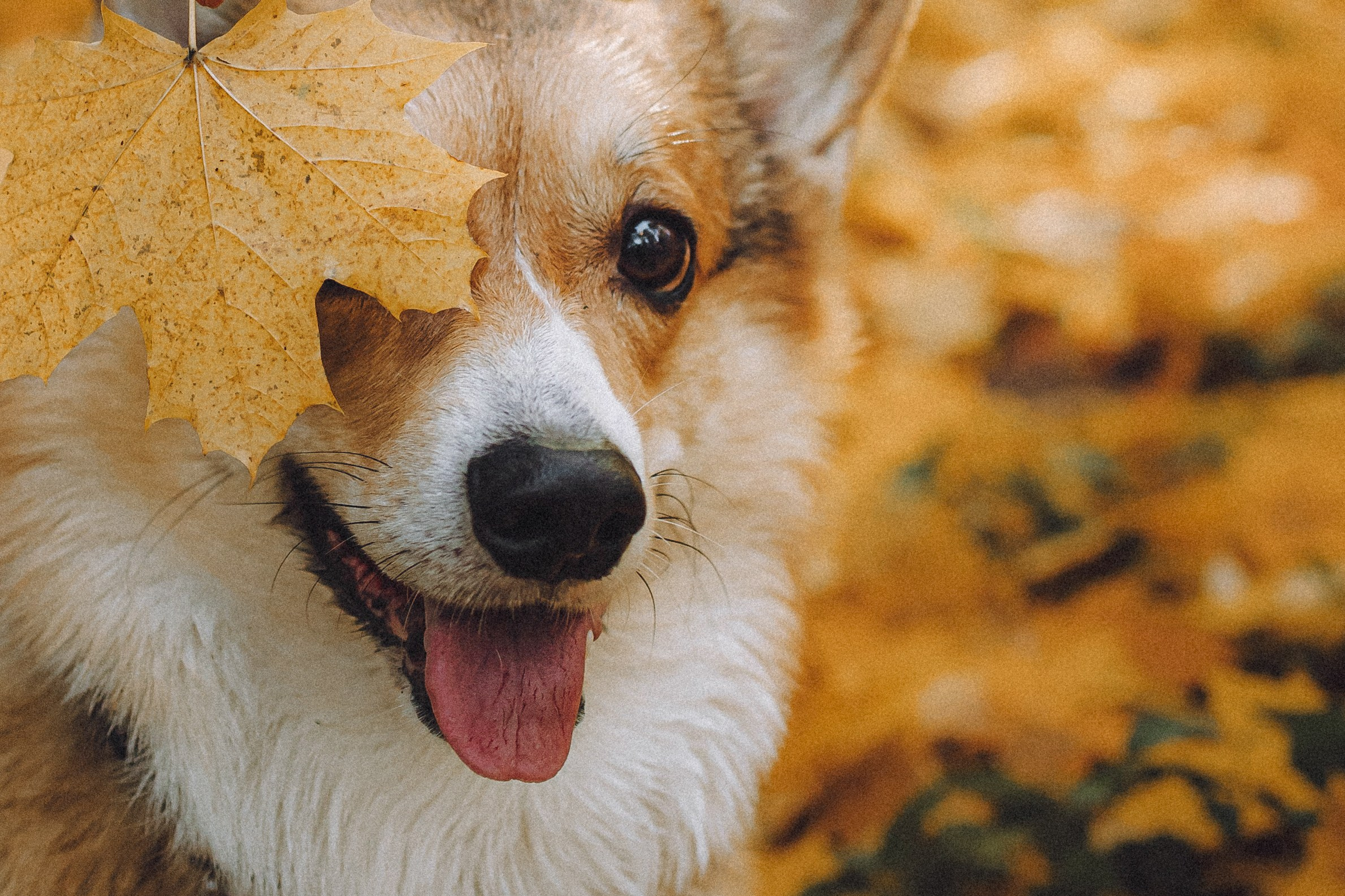 Карина, Даня и Аркаша