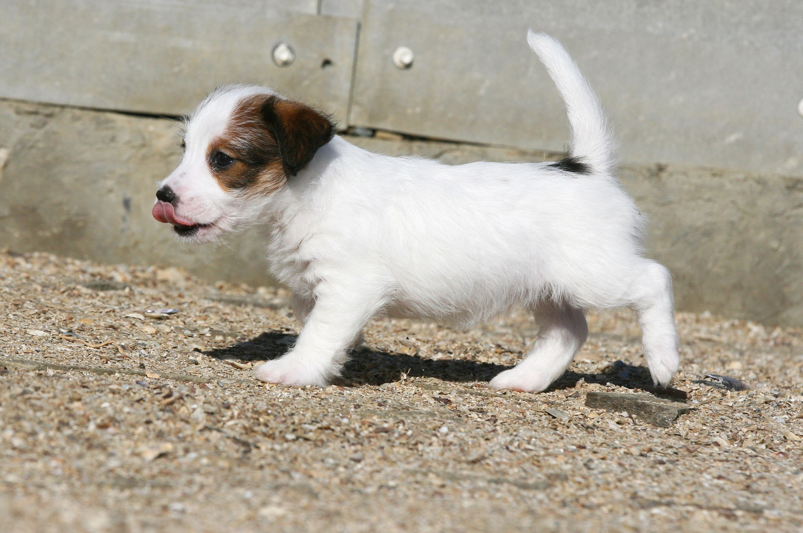 Female 1 brocken not available at this moment. Lovely-Orange питомник джек рассел терьеров