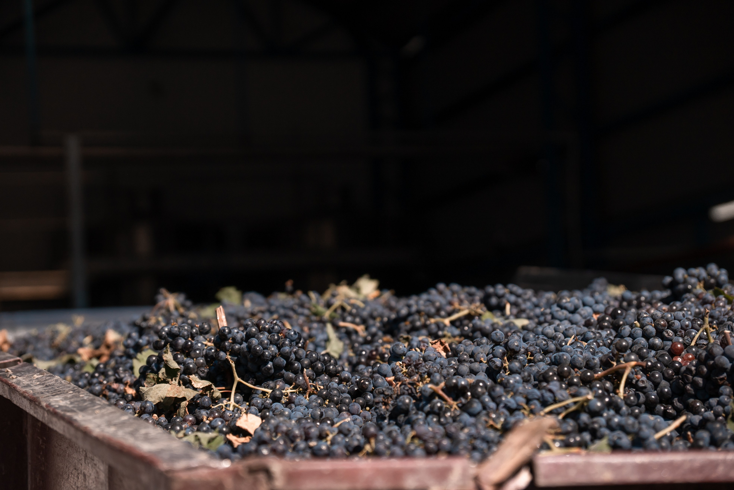 Винзавод. Фотограф из Краснодара Чеснокова Екатерина