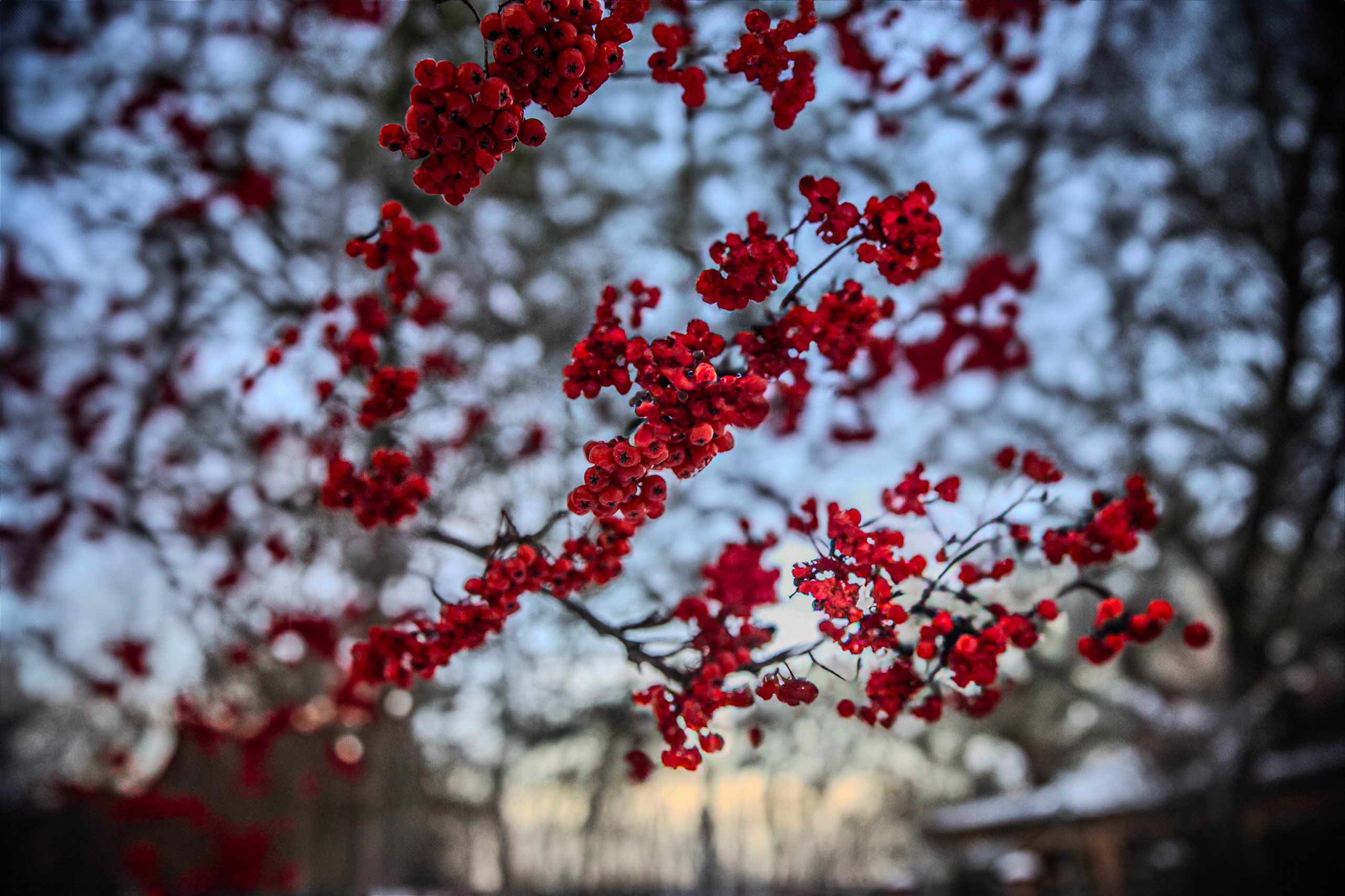 Времена года. Фотограф Елена Вишневская (Ушакова) Нефтеюганск, Сургут, Тюмень