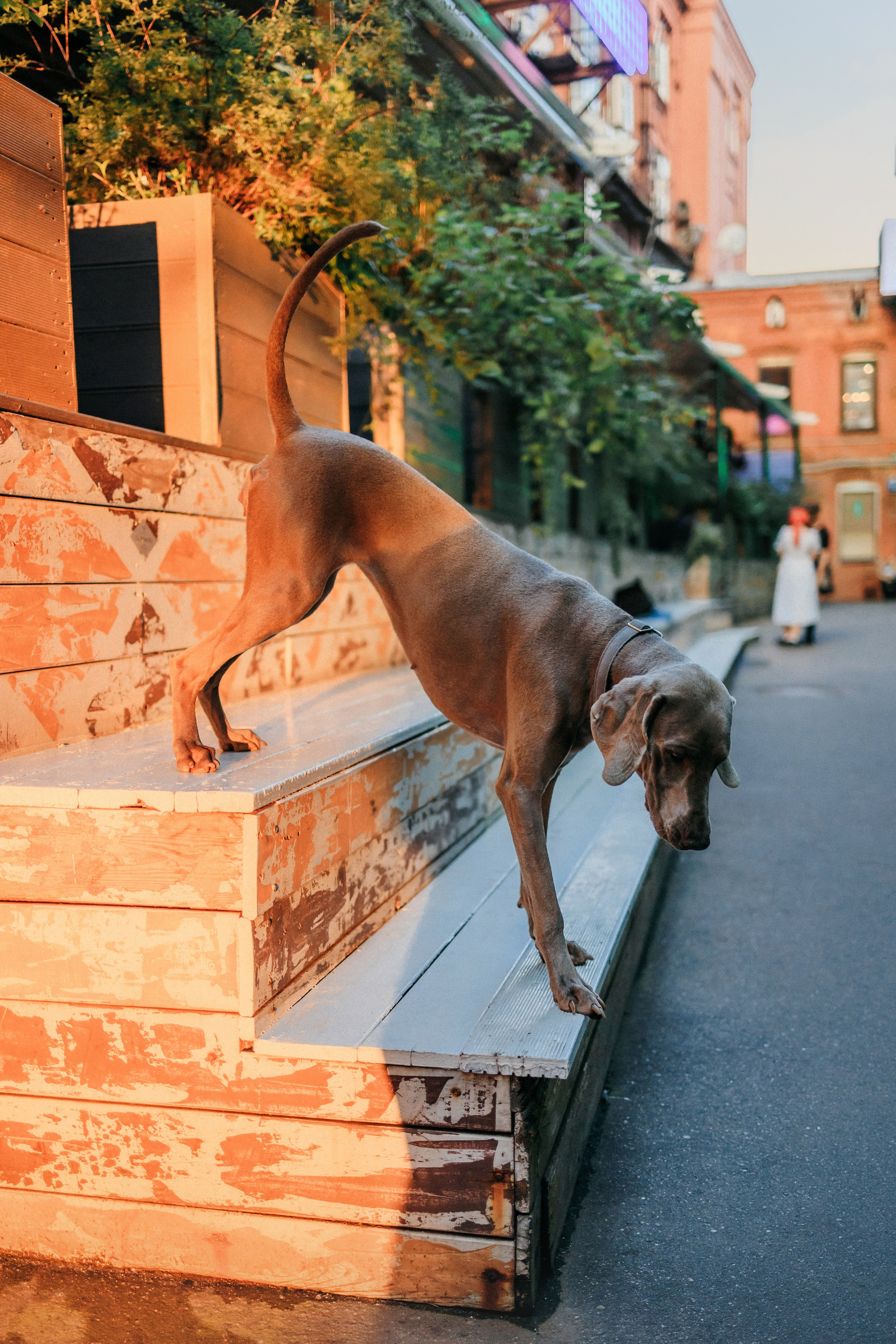 Соня и Майли. Фотограф-анималист Елена Радченко, Москва