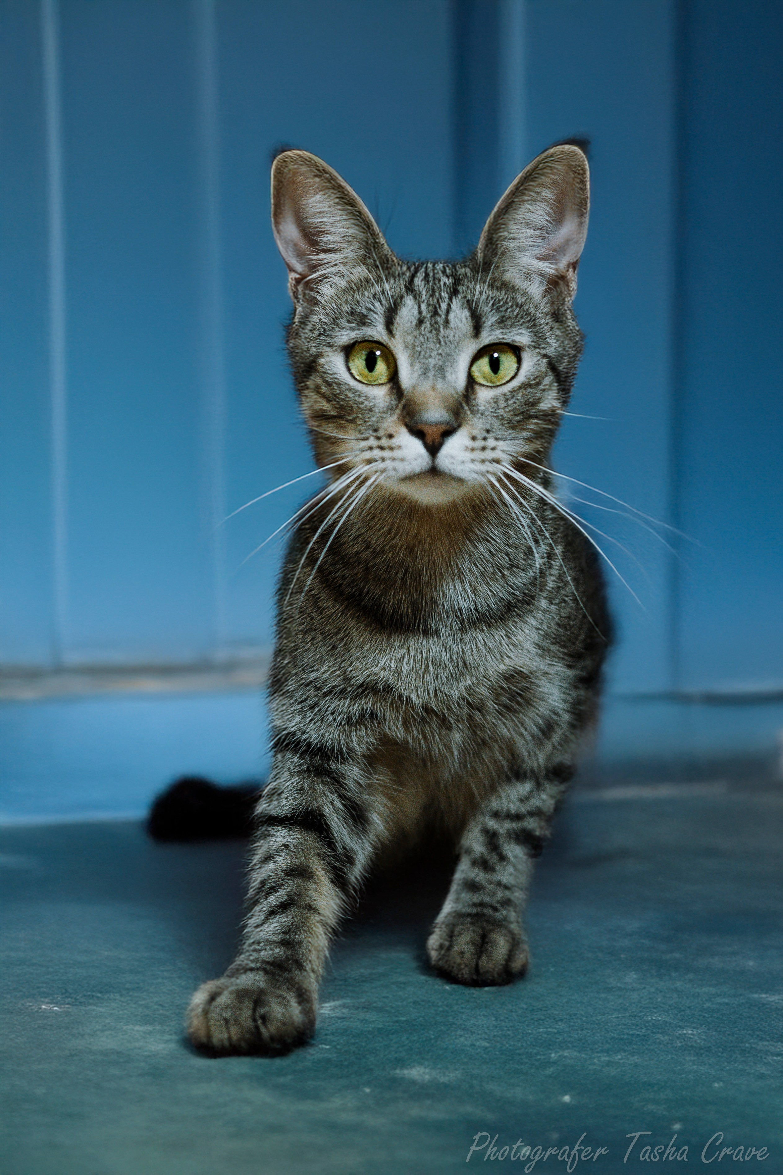 Передержка. Фотограф анималист в Санкт-Петербурге Таша Крейв