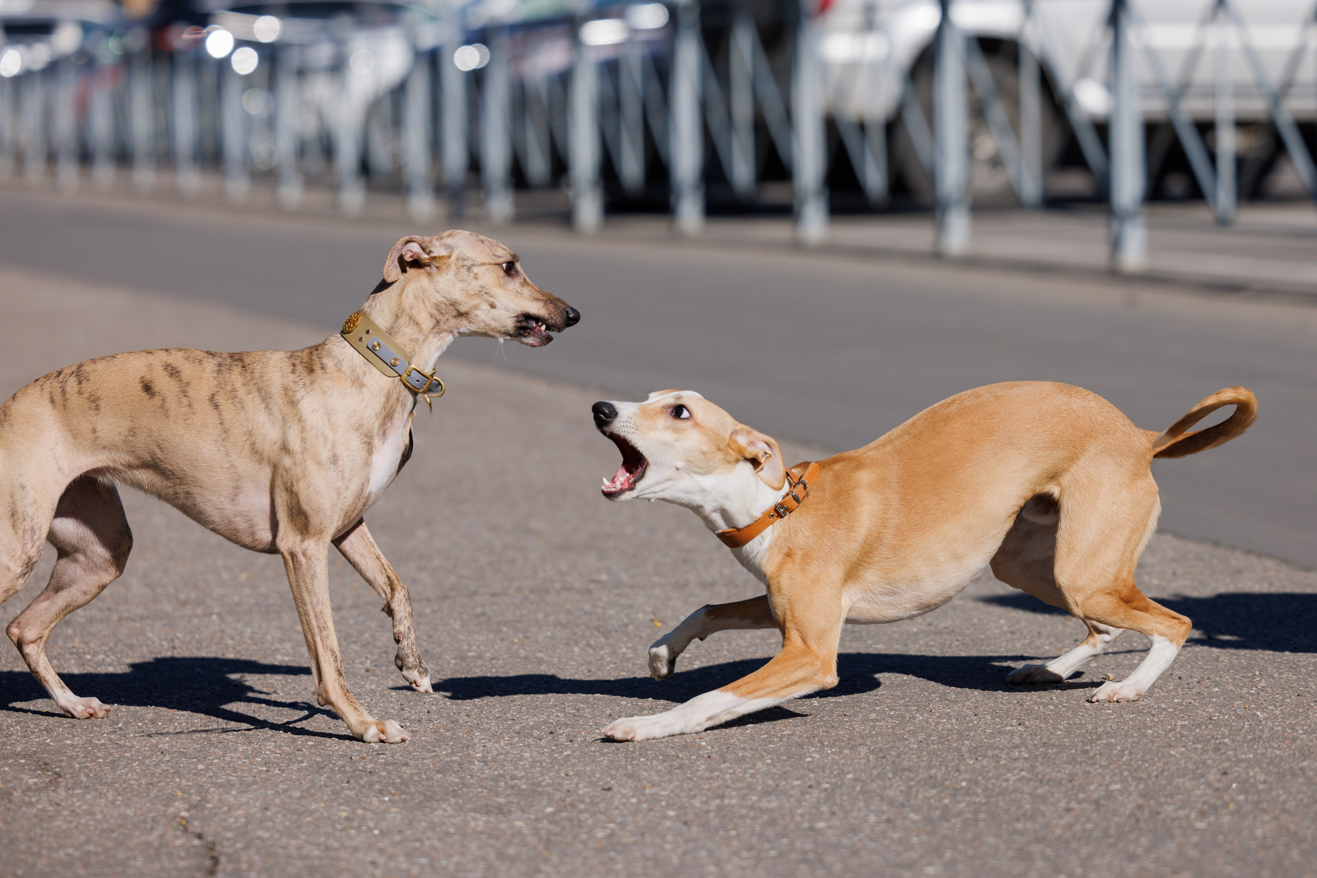 Сфера и Крокус 8,9,16 и 30.03.2025. Фотограф-анималист Юлия Германика