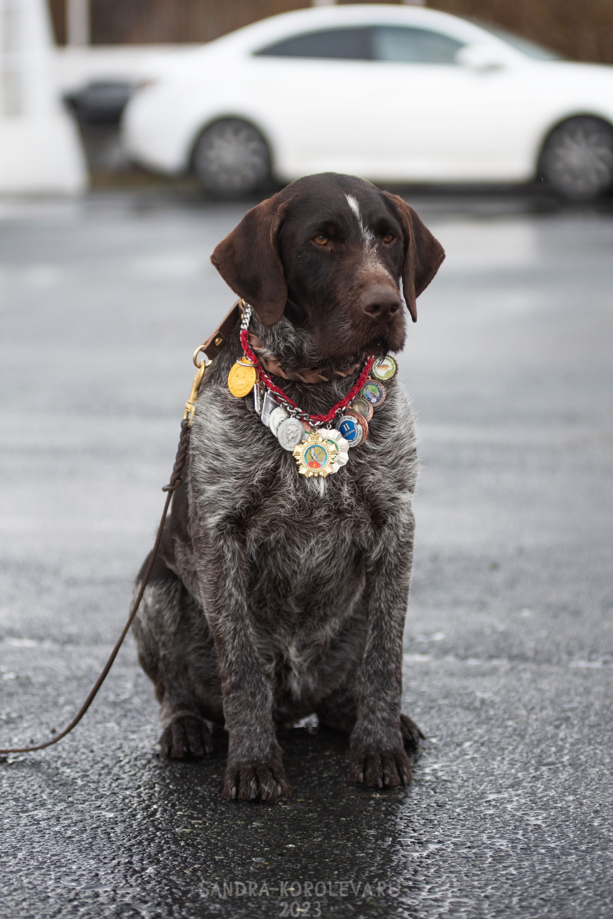 Выставки. Главная