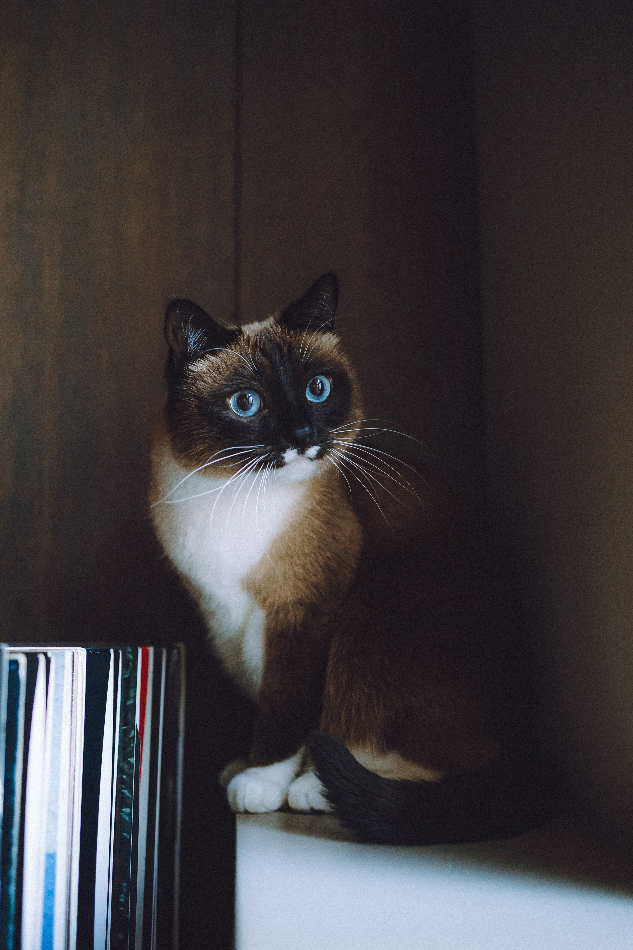 Наташа, Маруся и Зефир