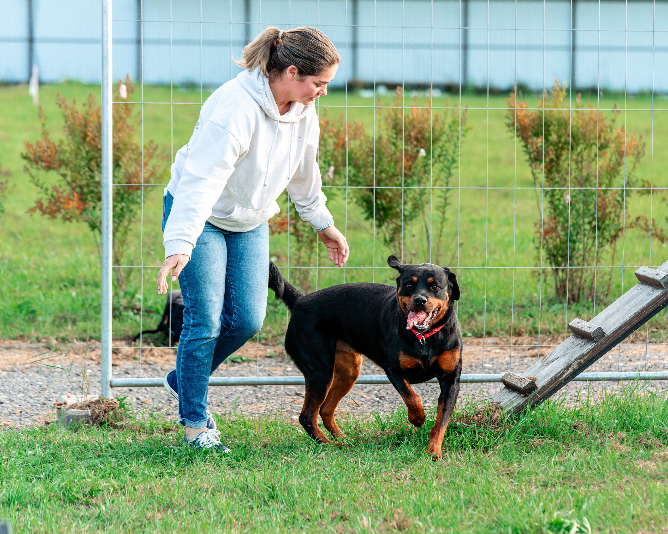 Ваш путь к ПОБЕДЕ (ТРЕНИРОВКИ). Фотограф-анималист, семейный фотограф в Москве и Подмосковье. Фотосъёмка кинологических дисциплин