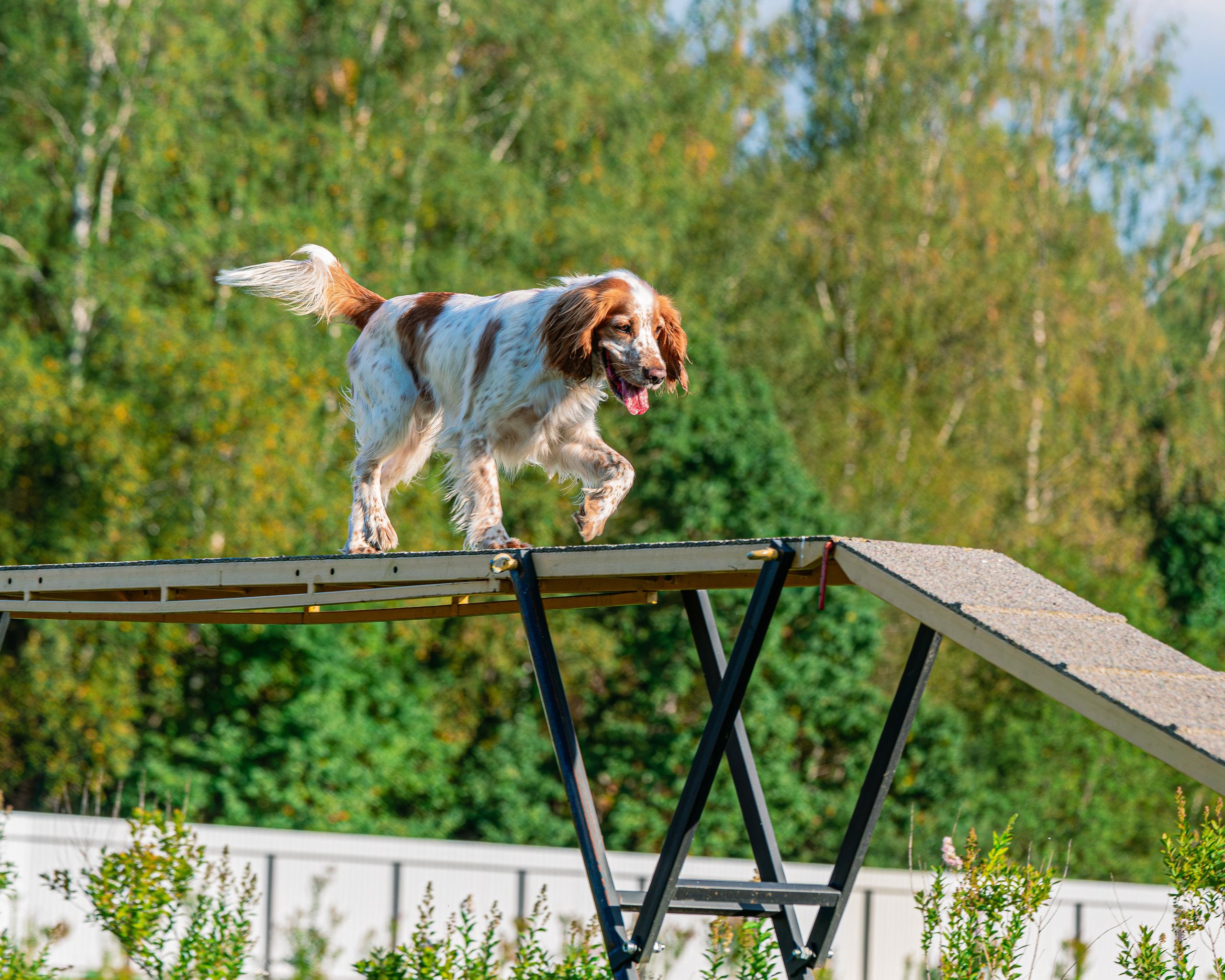Ваш путь к ПОБЕДЕ (ТРЕНИРОВКИ). Фотограф-анималист, семейный фотограф в Москве и Подмосковье. Фотосъёмка кинологических дисциплин