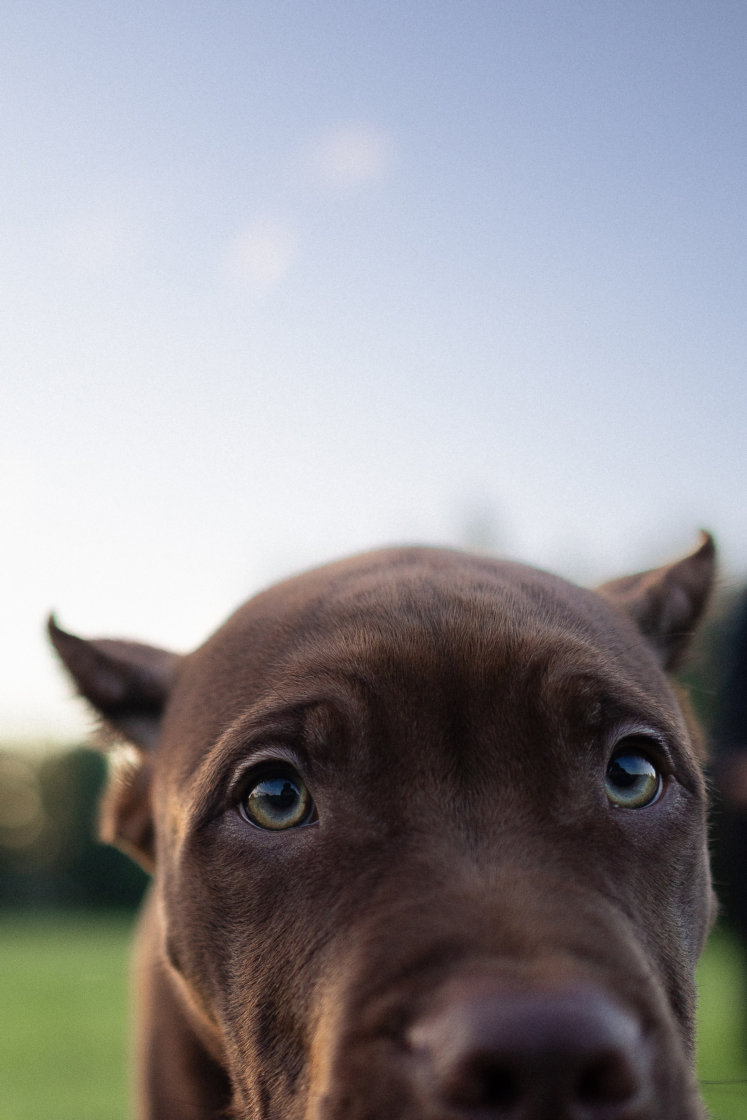 Елена и Хан. Фотограф и видеограф анималист Аганина Дарья