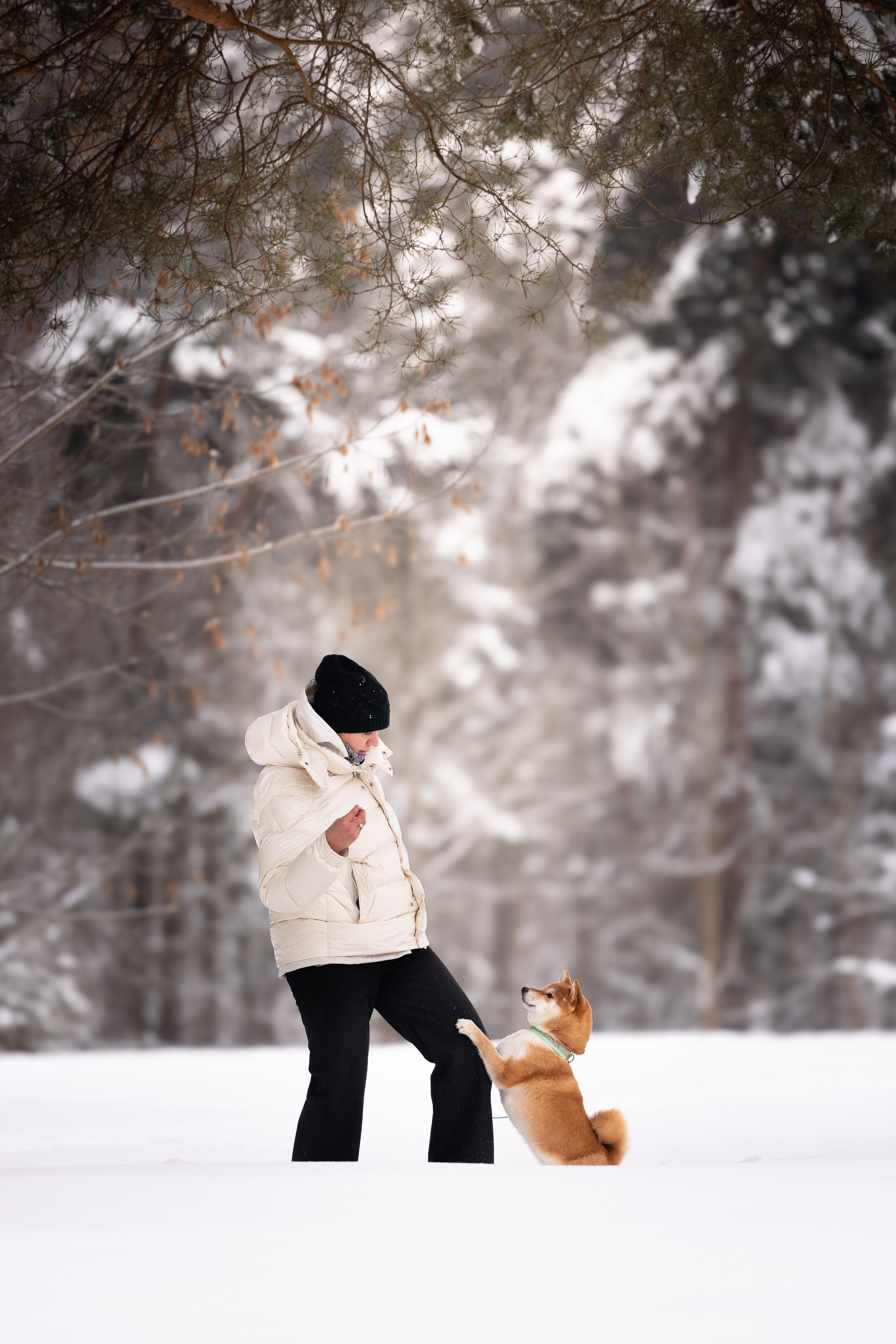 Юми, Серж и Тоши. Фотограф и видеограф анималист Аганина Дарья