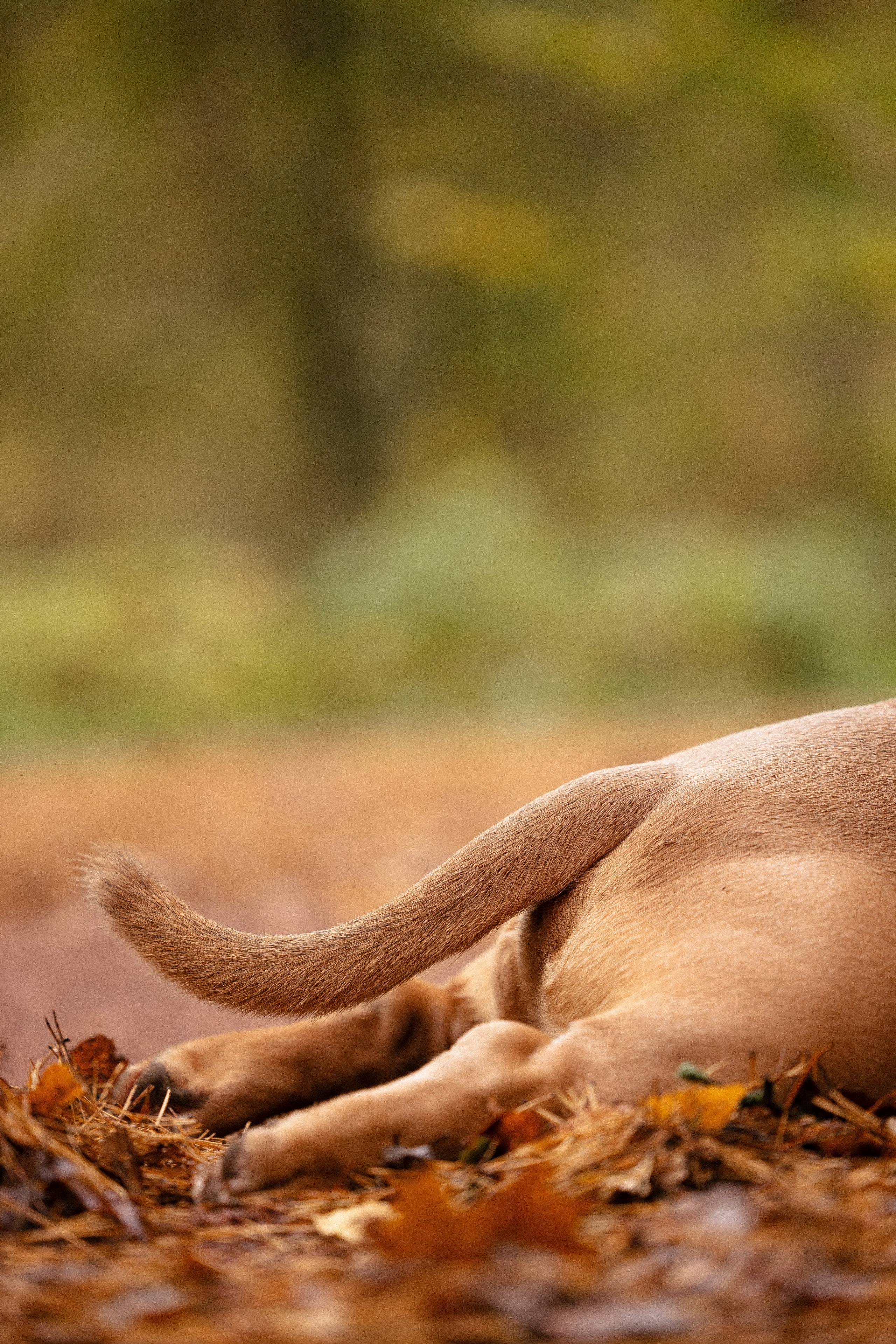Алена и Тор. Фотограф и видеограф анималист Аганина Дарья