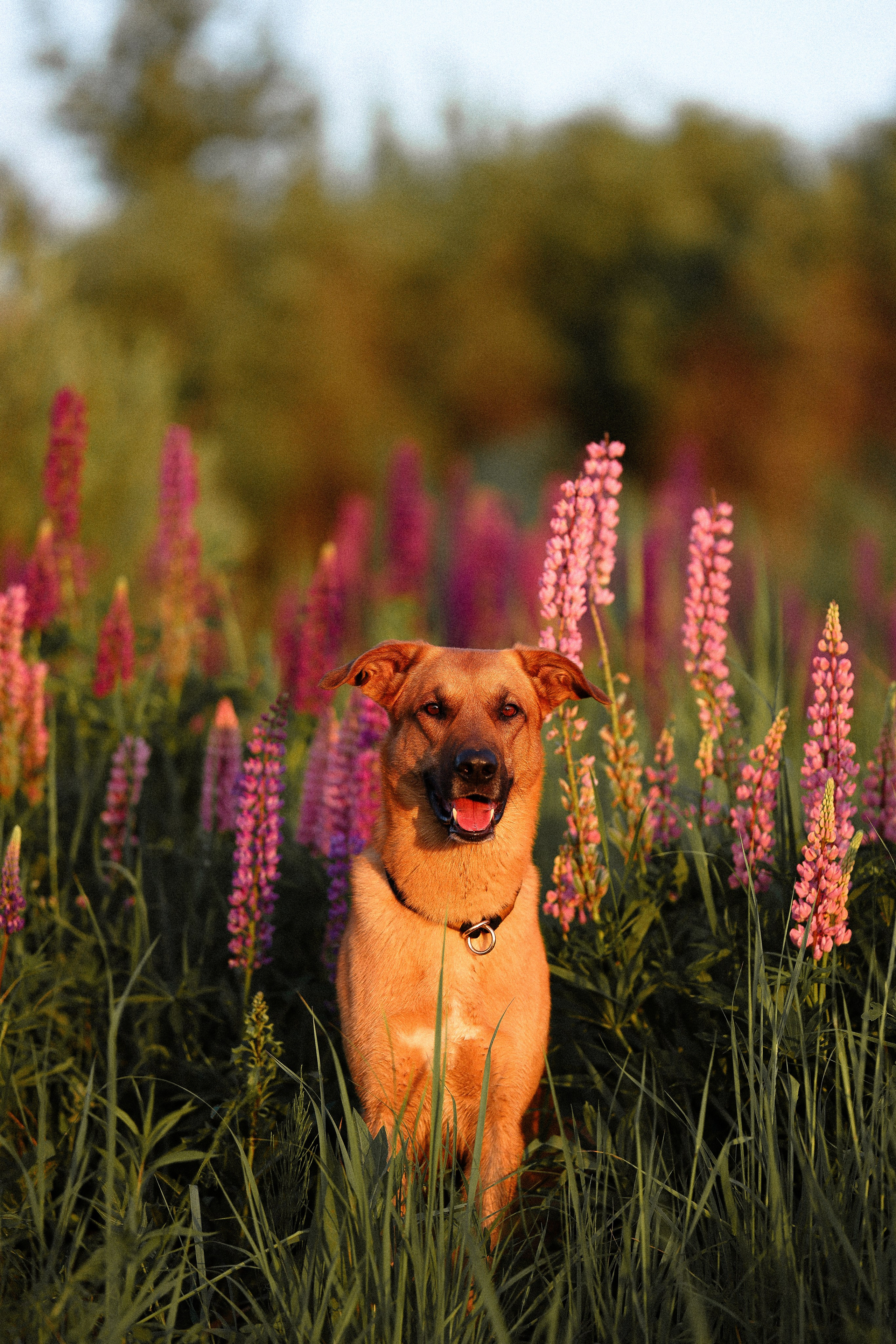 Тео и Гуччи. Фотограф и видеограф анималист Аганина Дарья