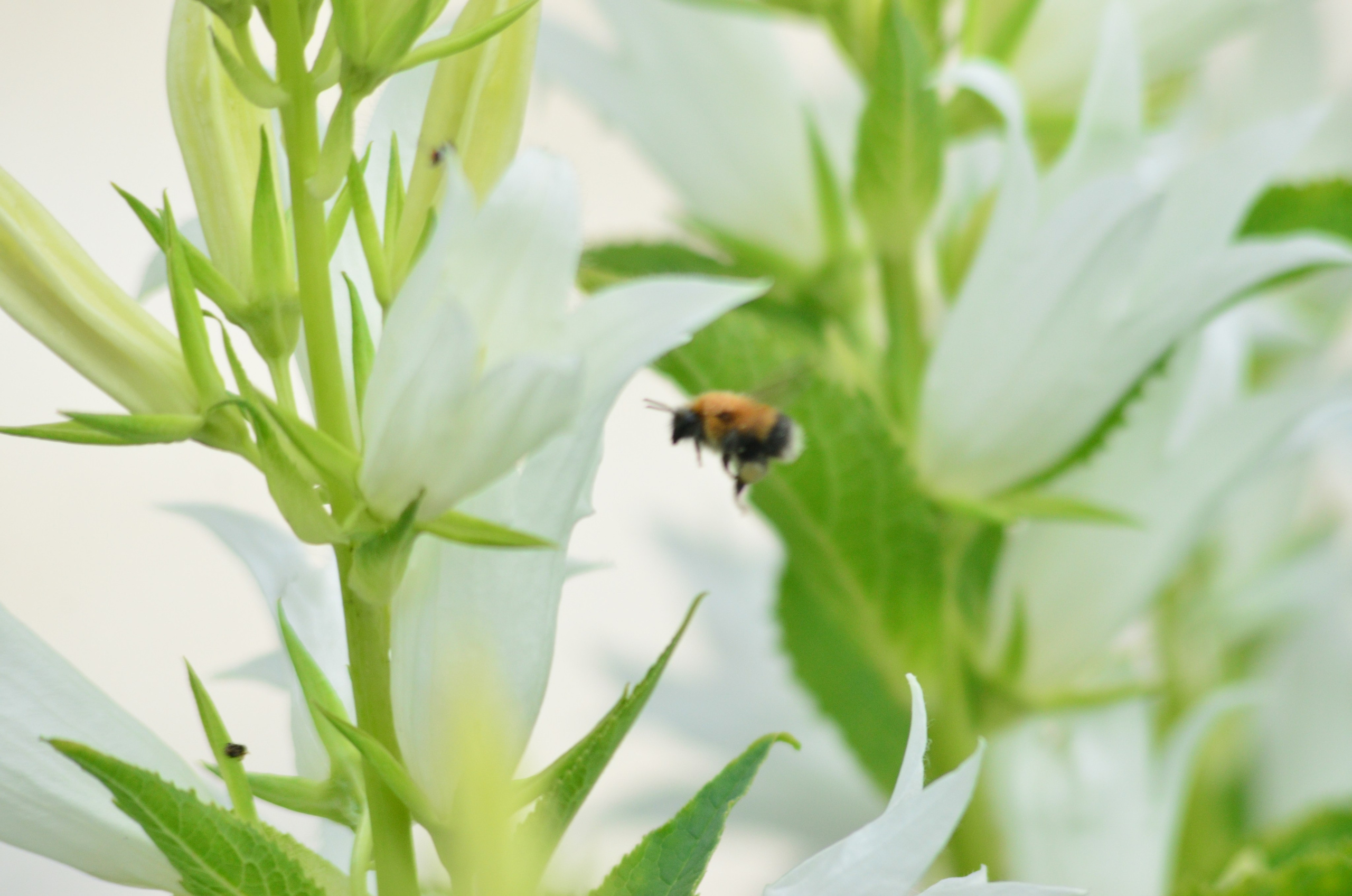 Дары природы. Фотограф viktor viktor