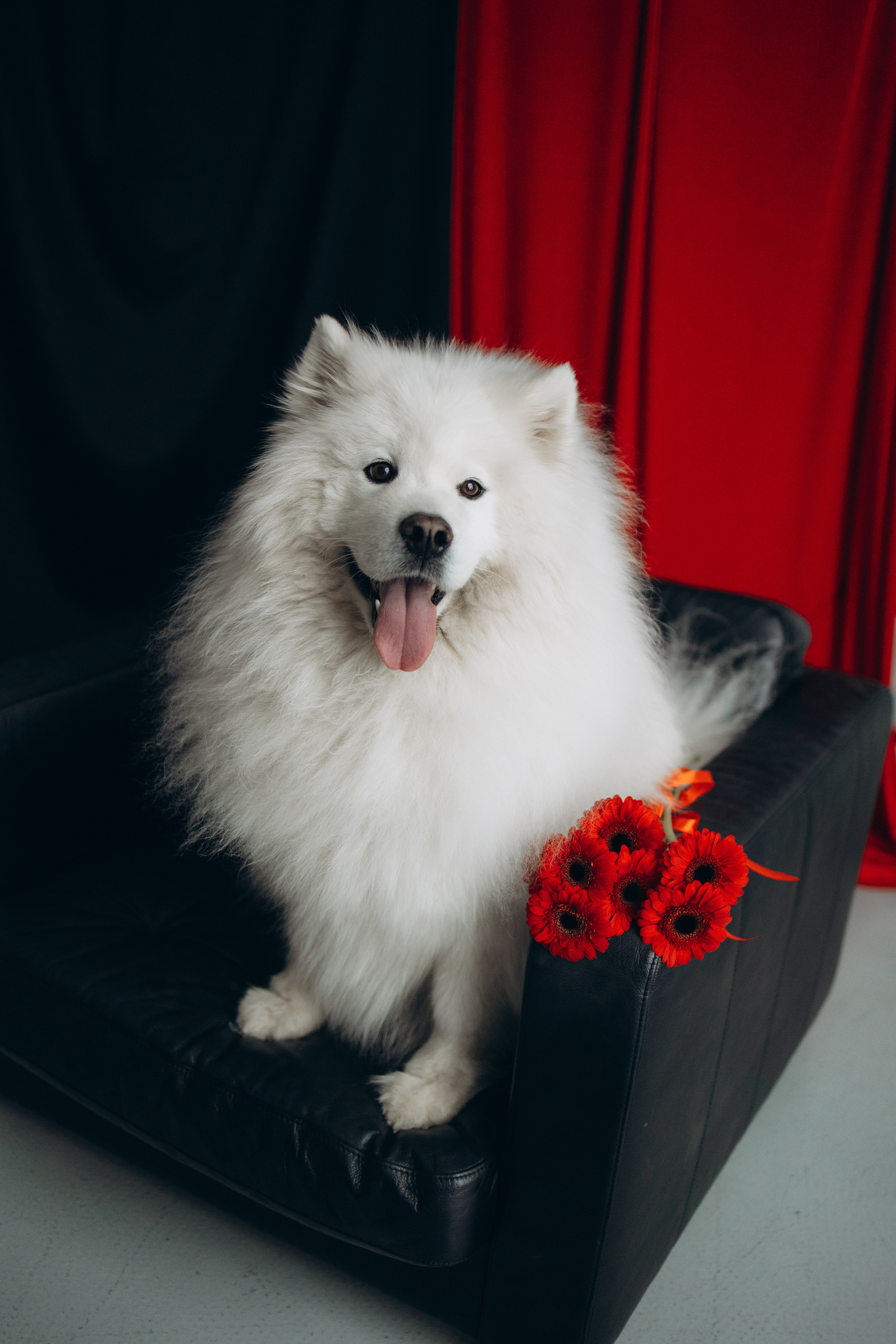 Настя и Кристофер. Фотограф — Анималист | Санкт-Петербург