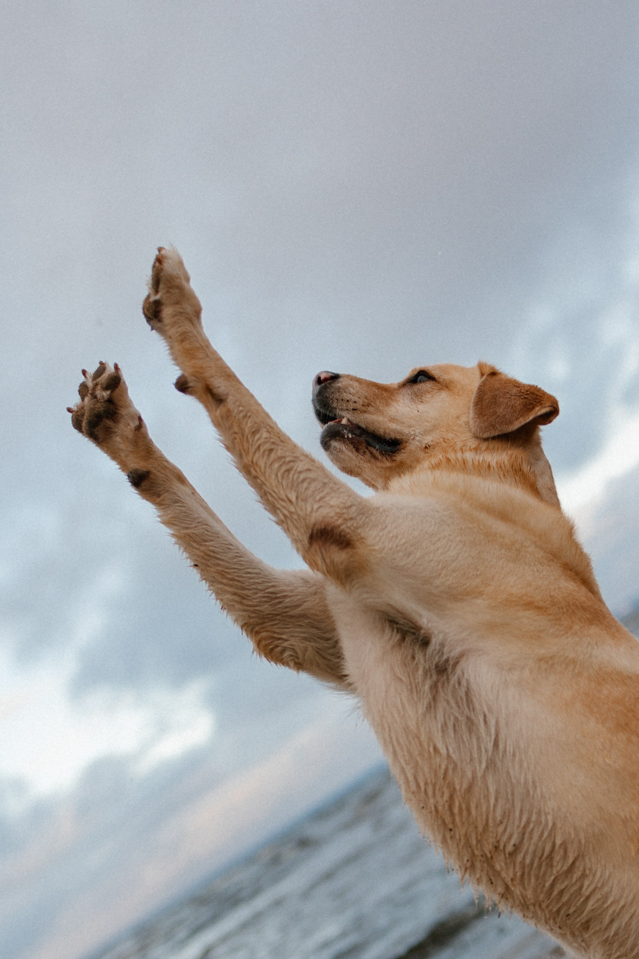 Ирина и Бася. Фотограф — Анималист | Санкт-Петербург