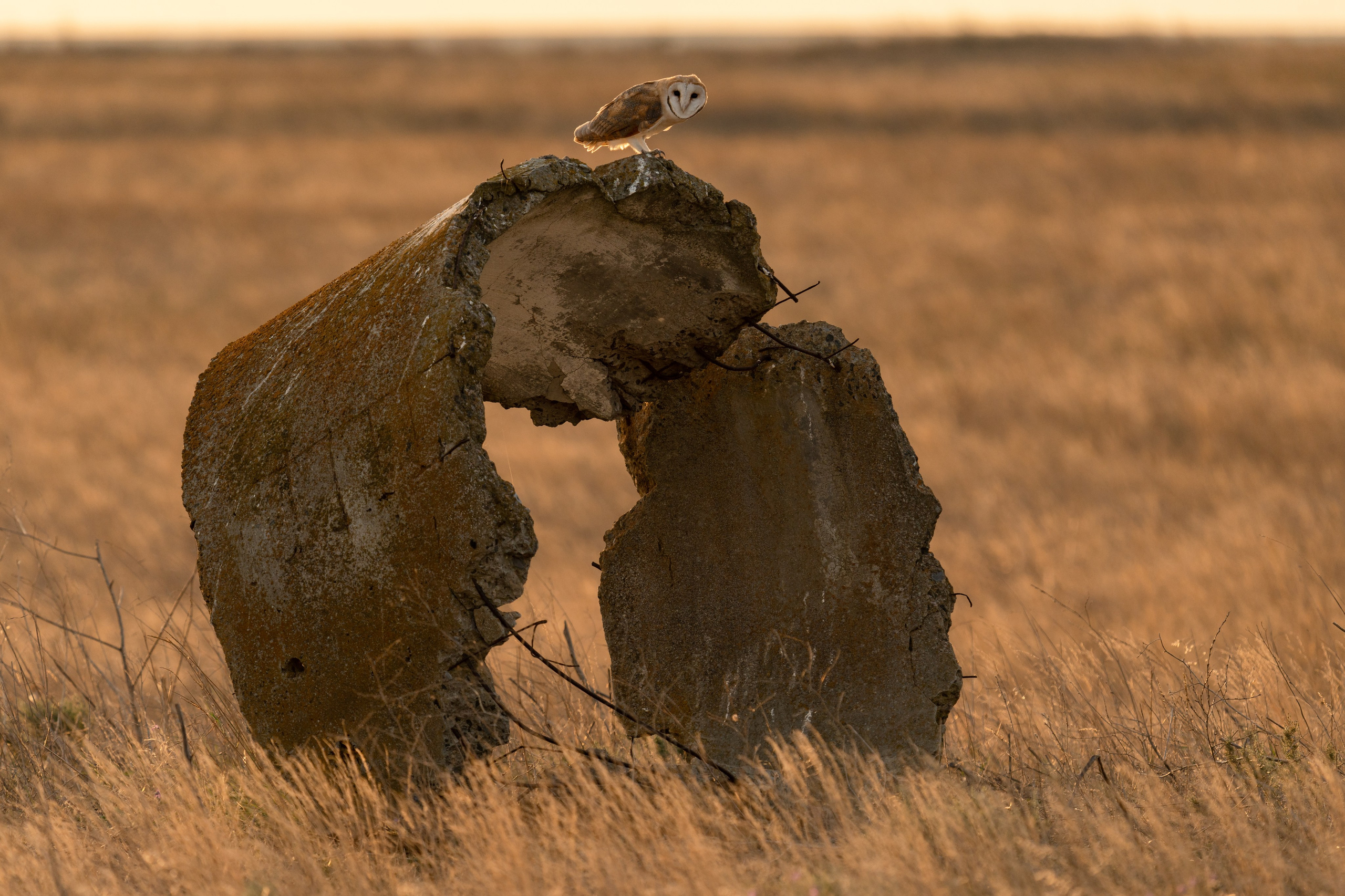 Фотосъемка животных и птиц. Интерьерный и архитектурный фотограф в Москве Панова Ольга