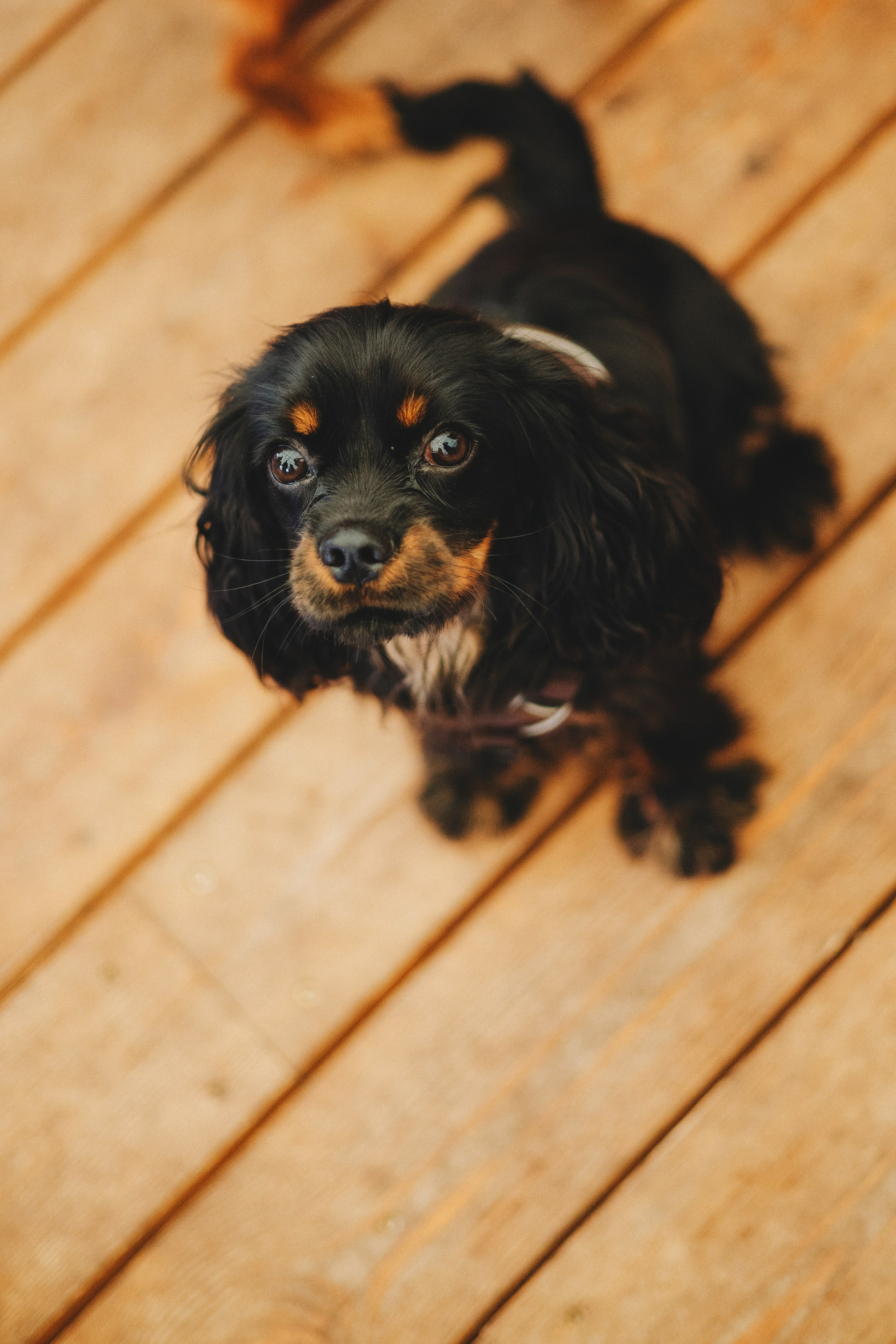 Встреча ККЧС. Фотограф анималист Осипчикова Мария