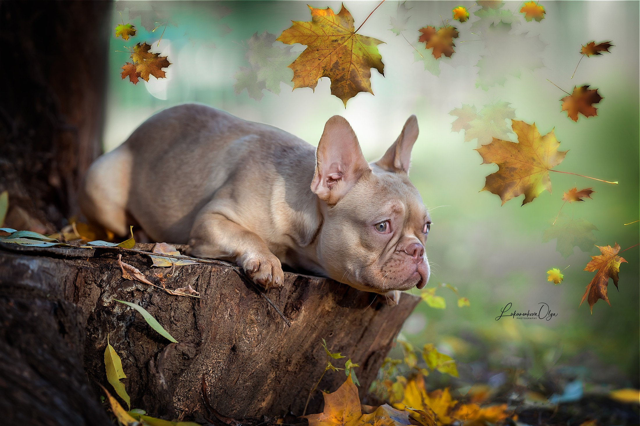 Фотограф анималист Ольга Луканенкова в Москве