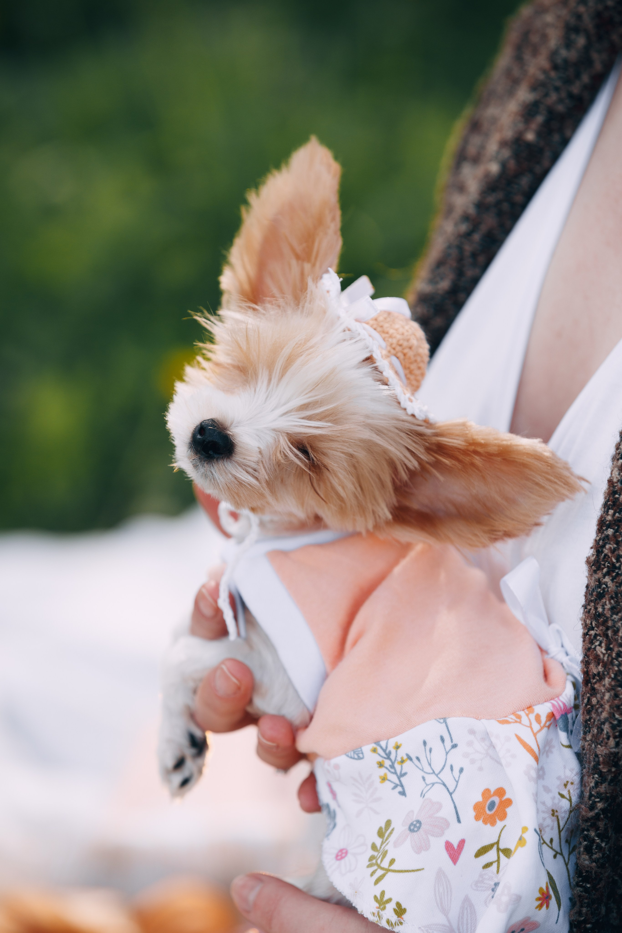 Оля, Патрик, Мейли и Джонни. Фотограф анималист Кристина Карпова, Москва