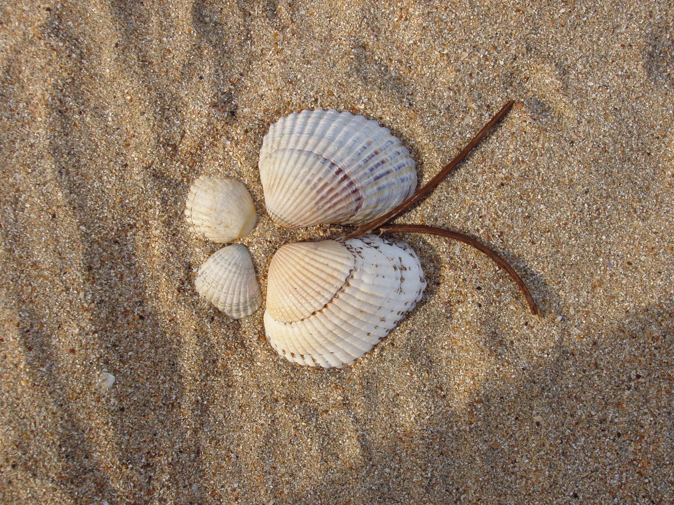 Отпуск 13.07-24.08. Семейный, Свадебный фотограф СПБ Питер— Романова Екатерина