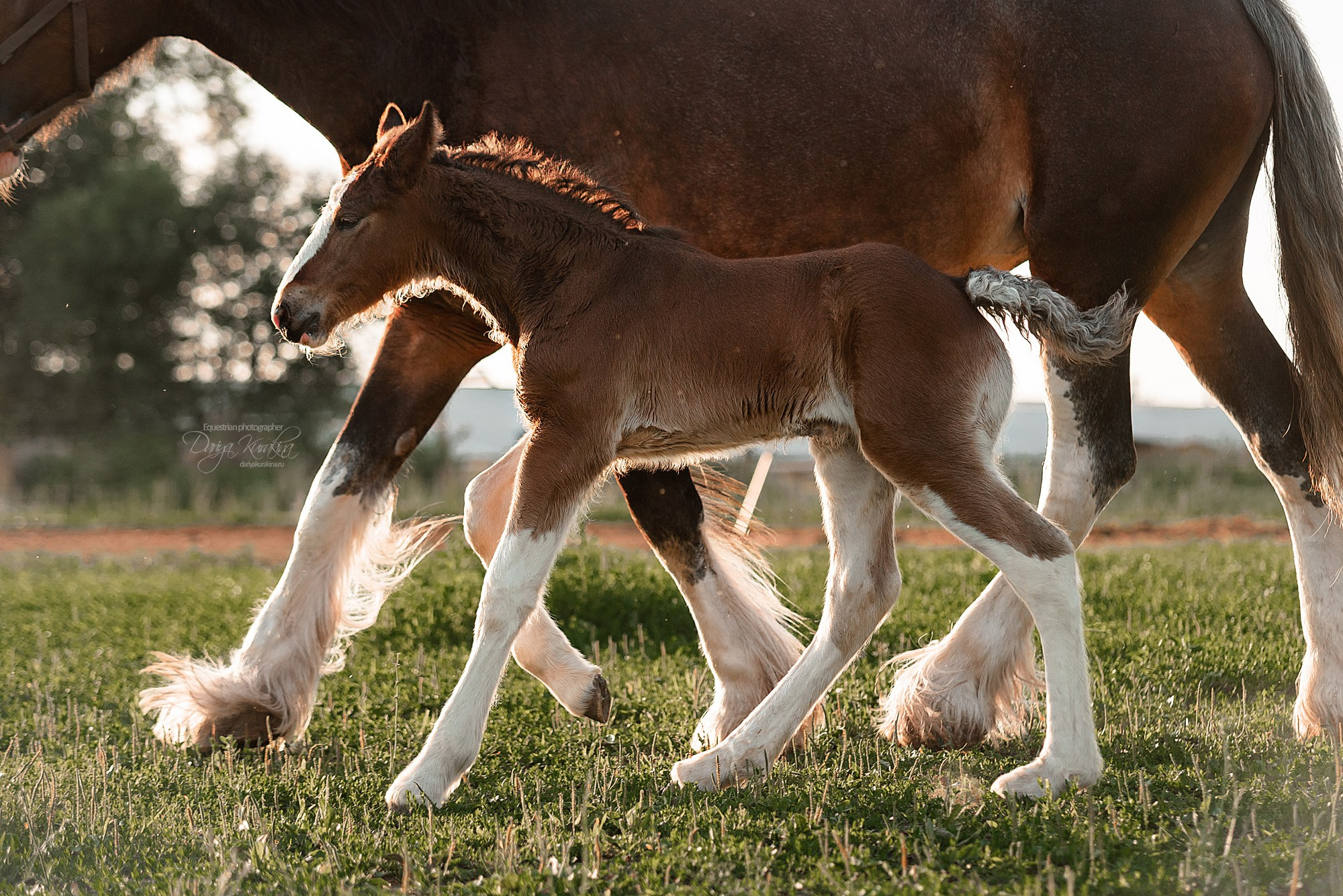 Рапунцель и Квини. Конный фотограф Куракина Дарья • Фотосессии с лошадьми