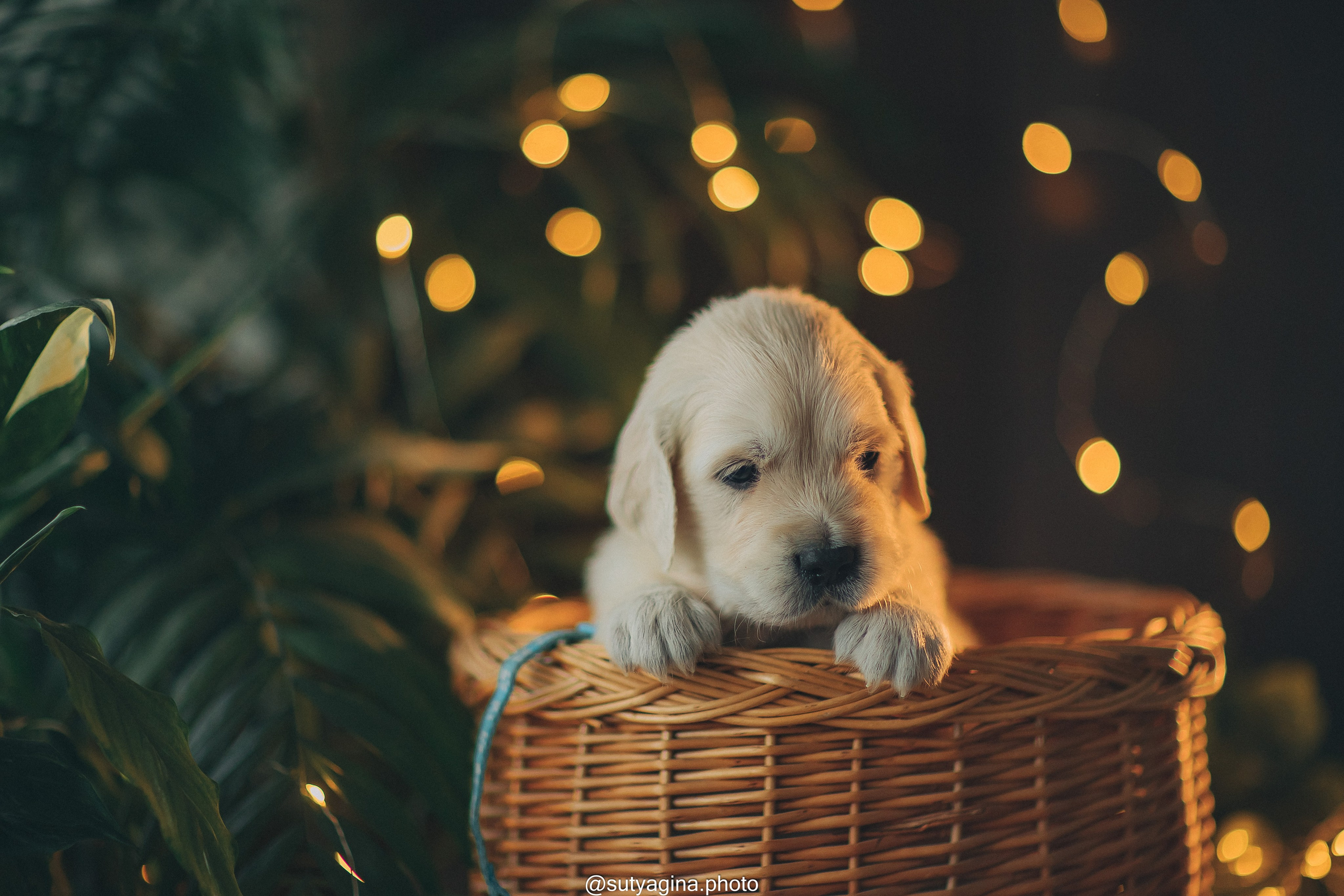 Голубой ошейник. Свадебный и женский фотограф