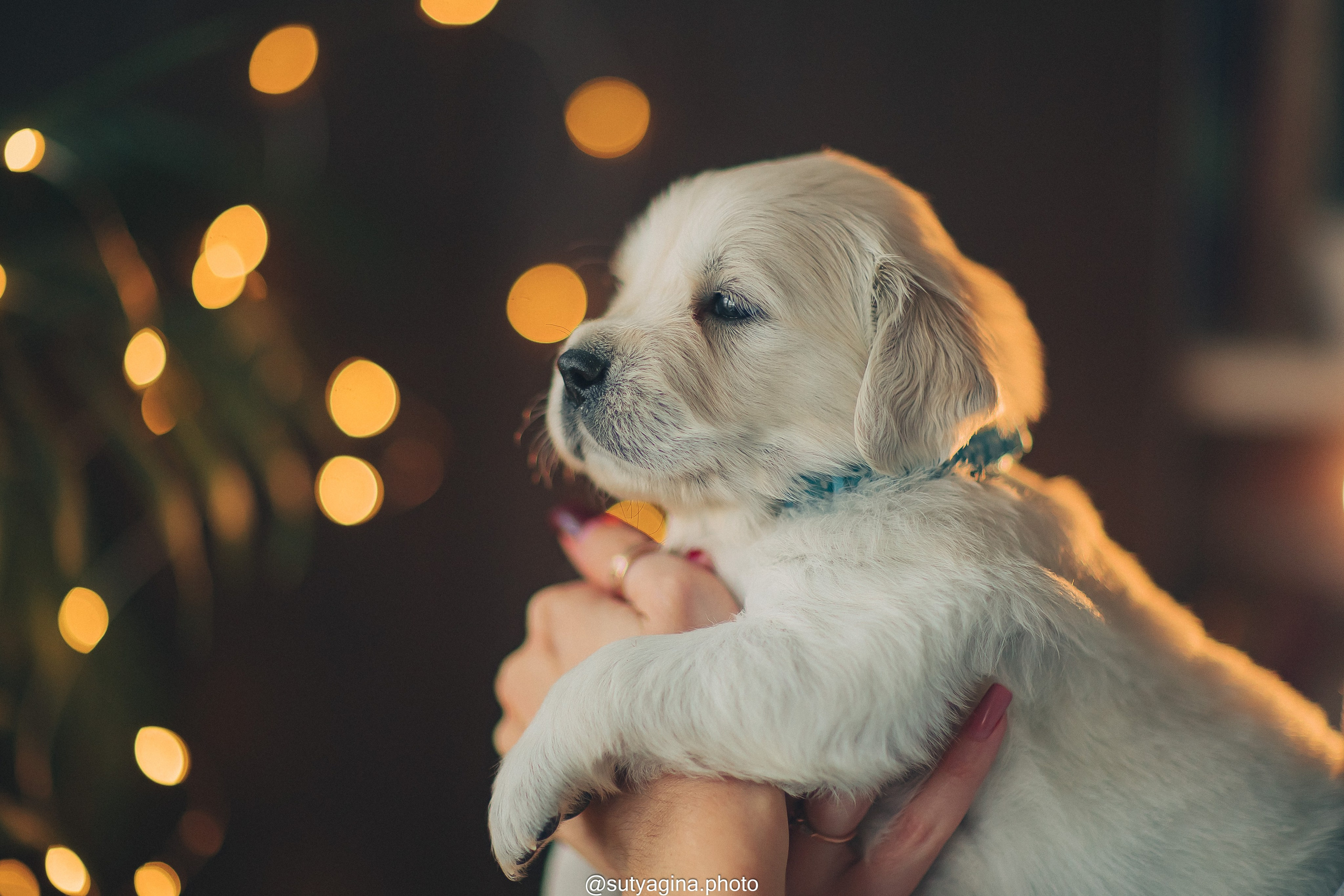 Голубой ошейник. Свадебный и женский фотограф