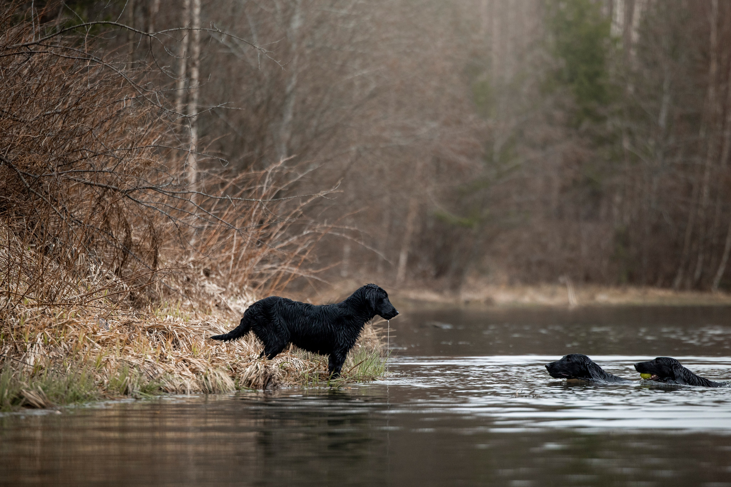 Ора, Ева, Рози и их семья. Фотограф — Анималист | Санкт-Петербург