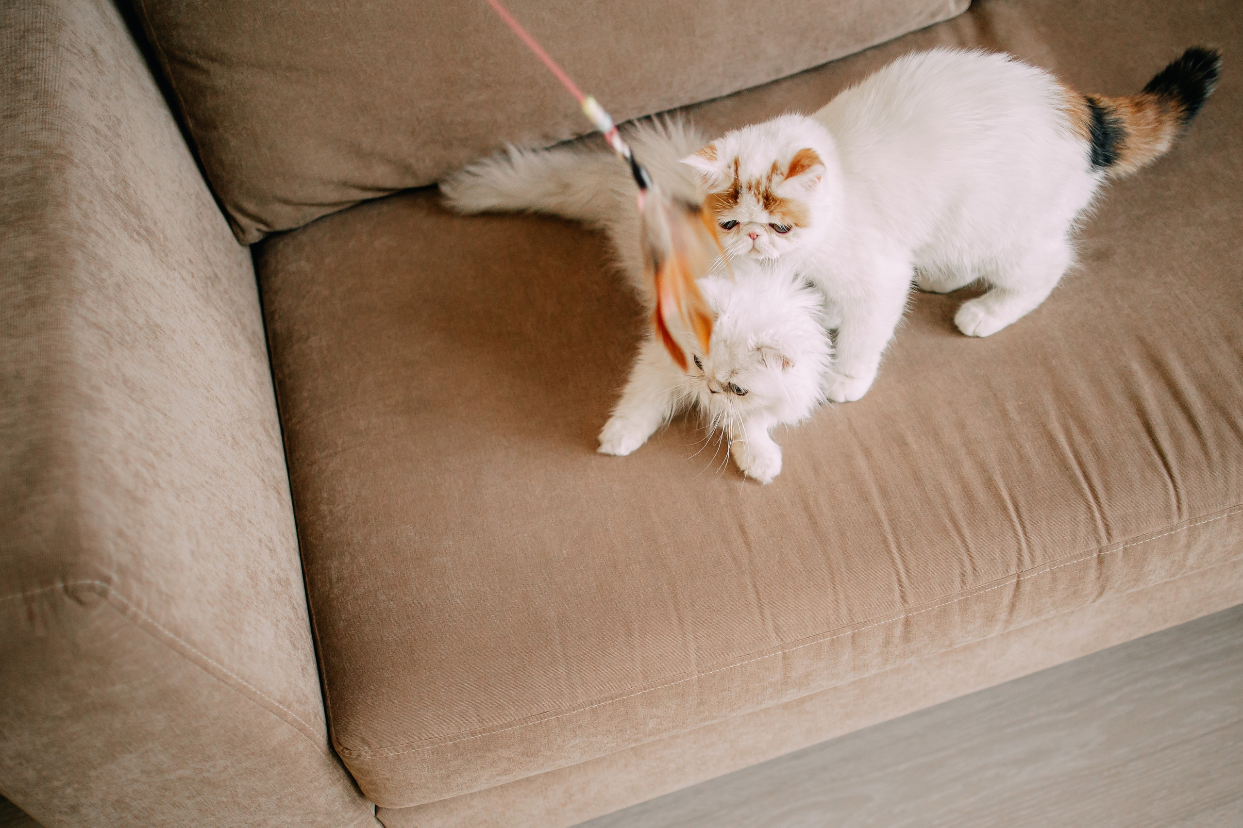 Султан, Мэй Мэй и Шанталь и их семья