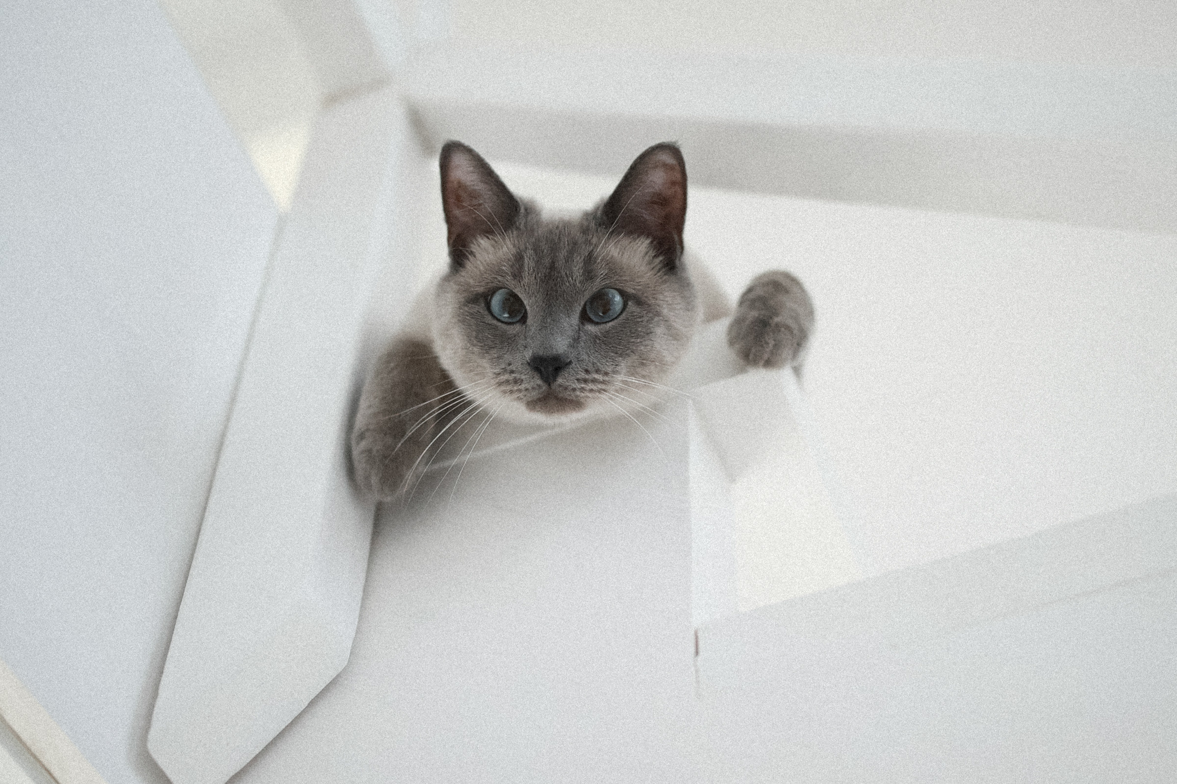 Ikonna. Свадебный фотограф в Ярославле Илья Жуков