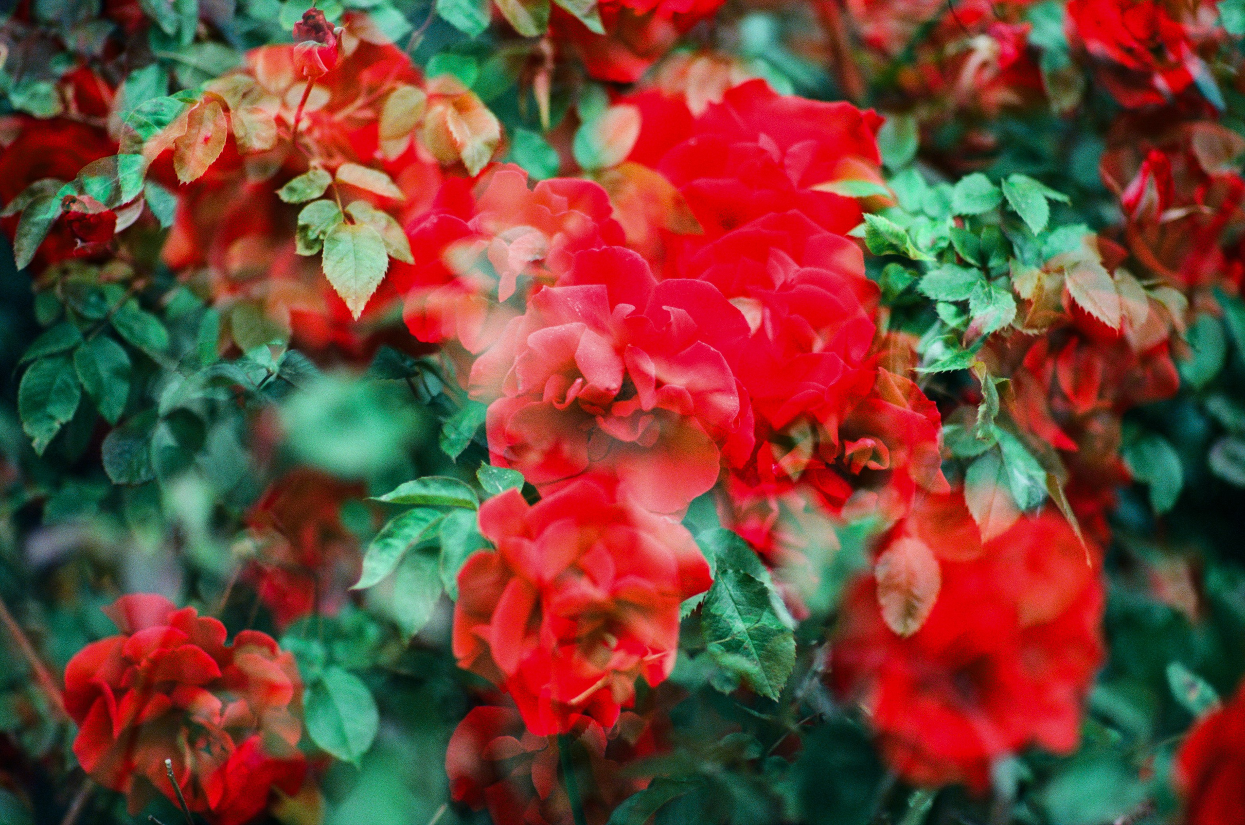 Pain shopping // ukraine, crimea V. EVER EXPOSED