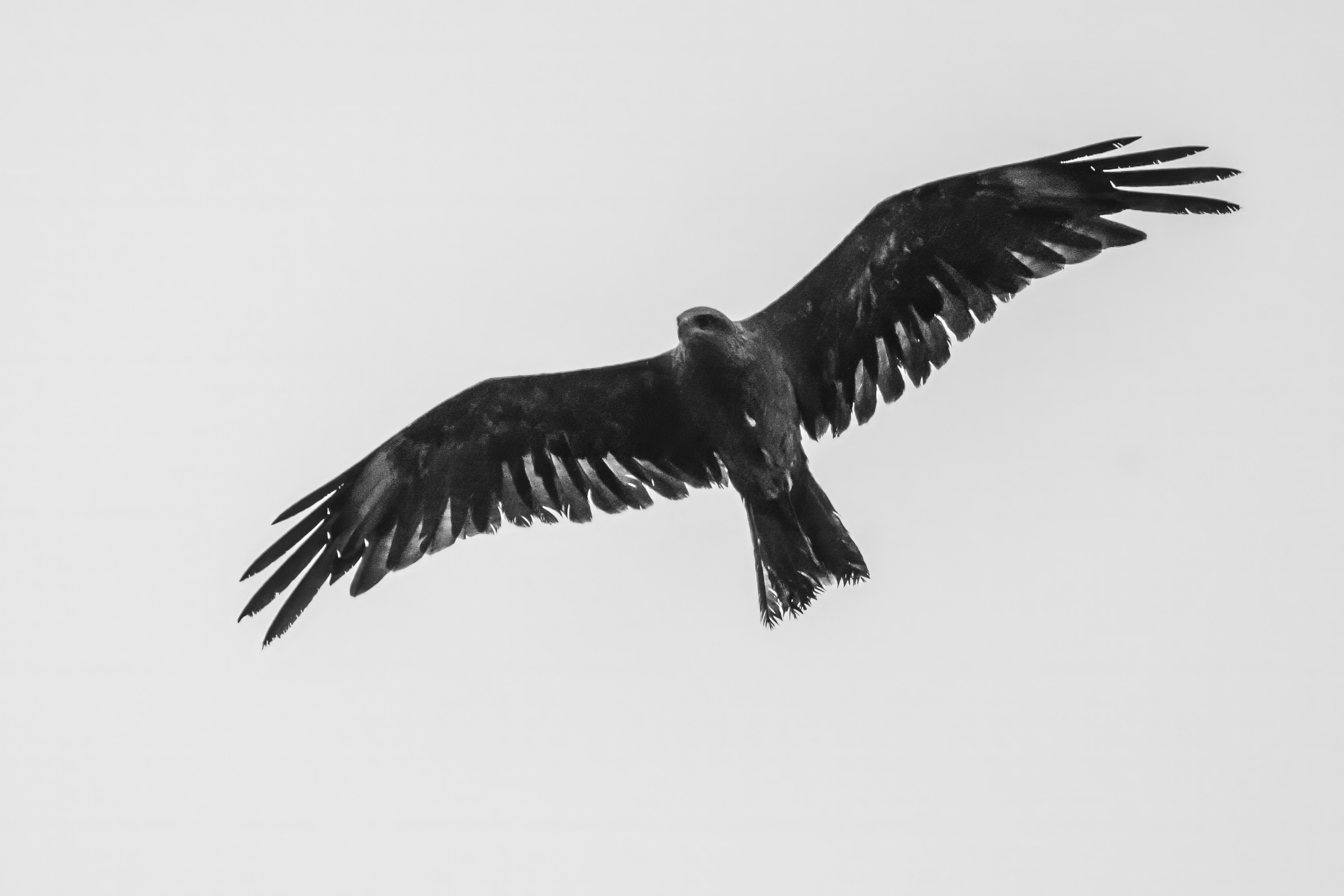 Молодой коршун. Wildlife photography by Sergey Puponin