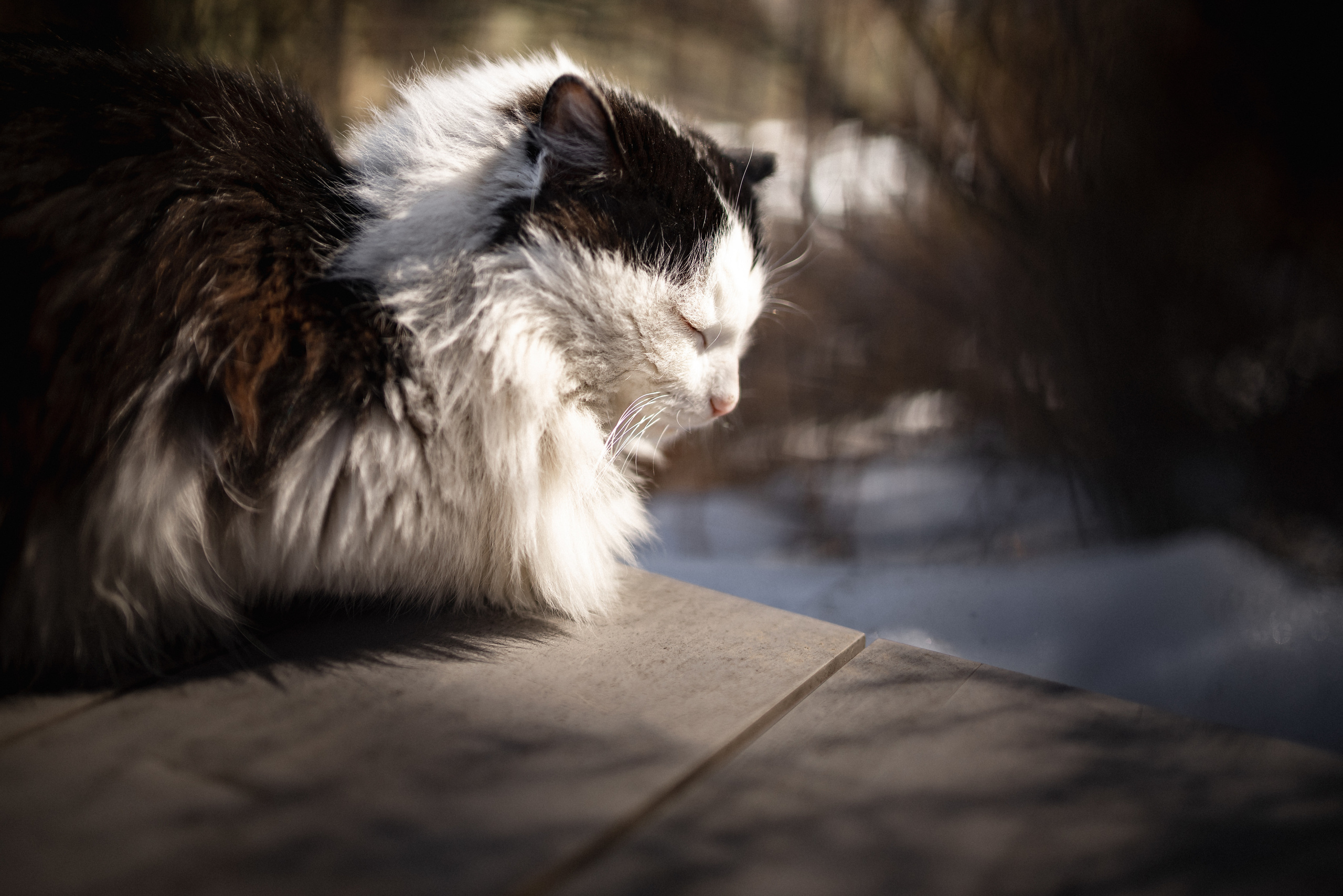 Иван и Светлана. Сергей Богомолов. Свадебный и семейный фотограф