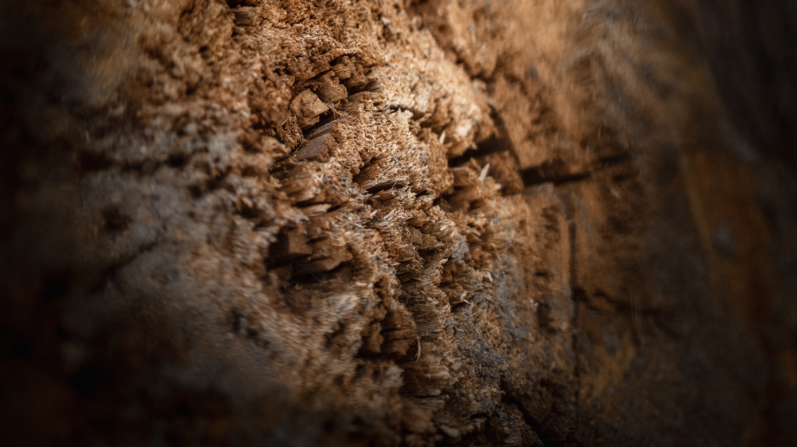 Иван и Светлана. Сергей Богомолов. Свадебный и семейный фотограф