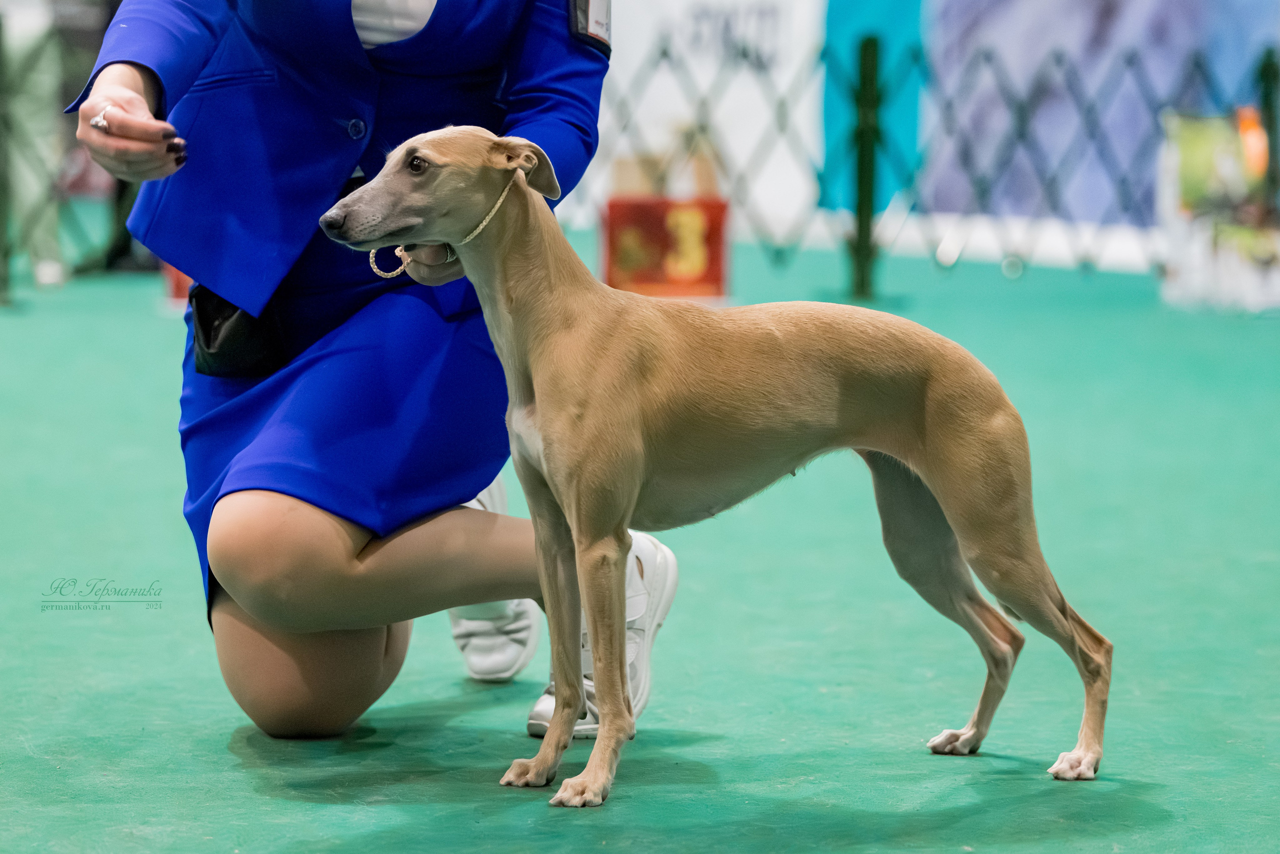 Крокус 21.12.2024,Сфера 29.12.2024. Фотограф-анималист Юлия Германика