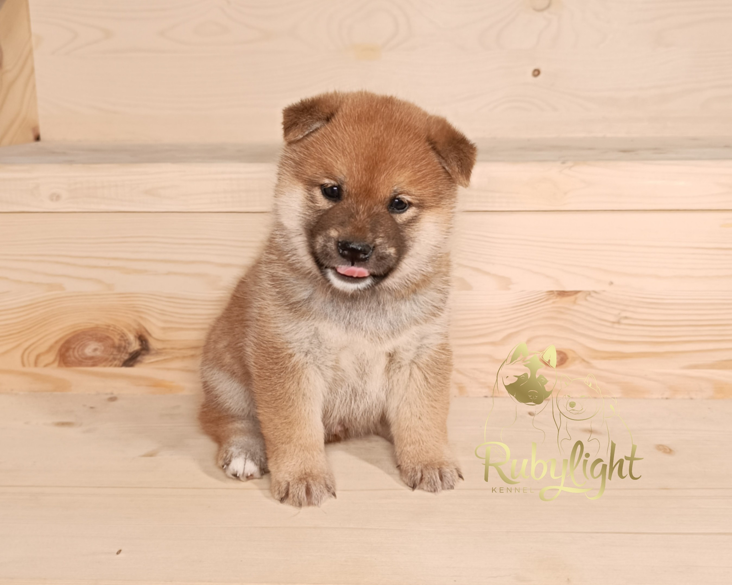 Сиба Rubylight Everest питомник Рубилайт 