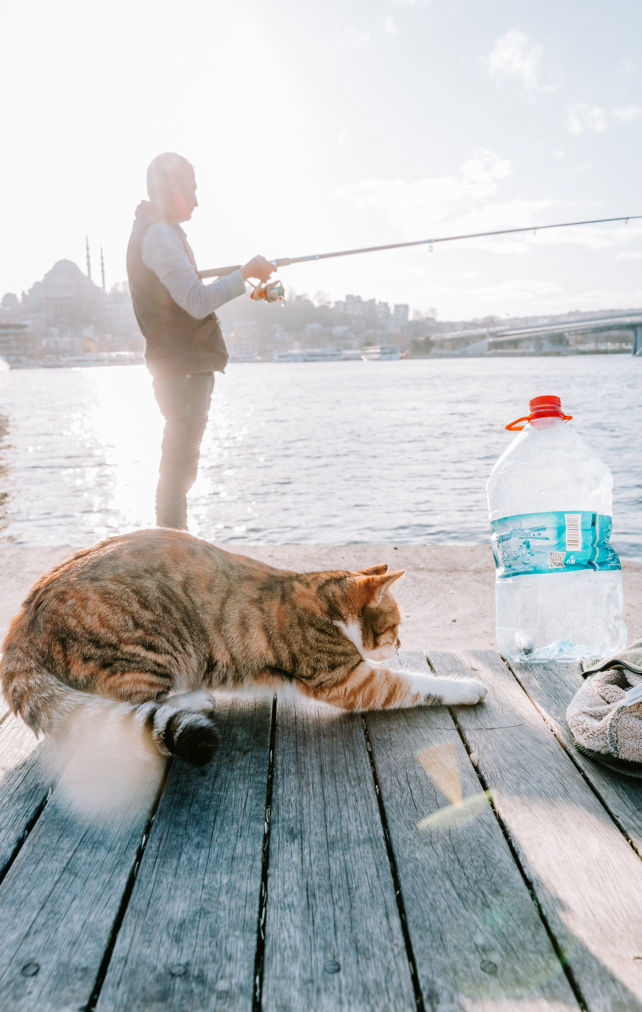 Кошки. Фотографии Дмитрия Захаренко