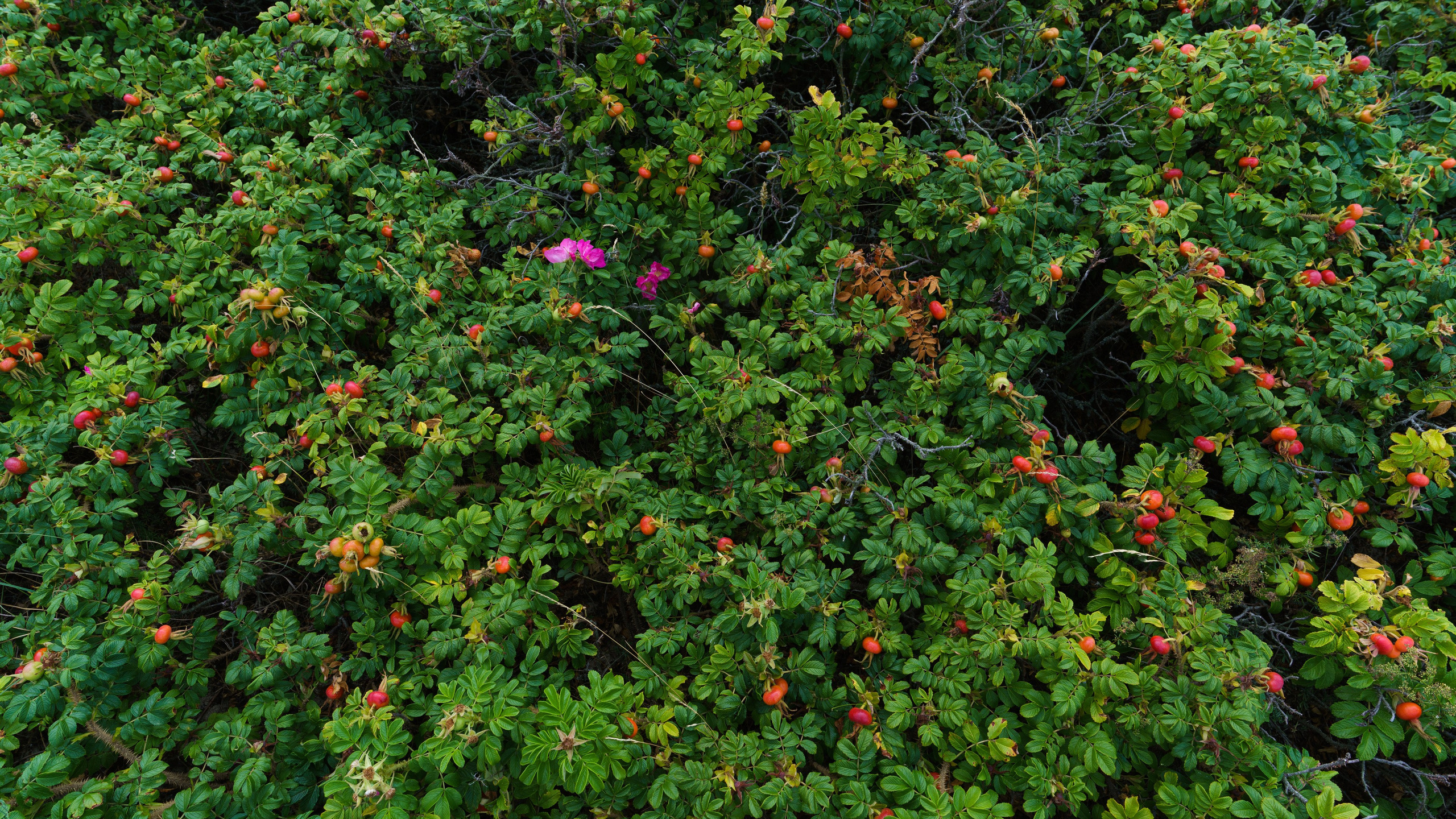 Калининградская область