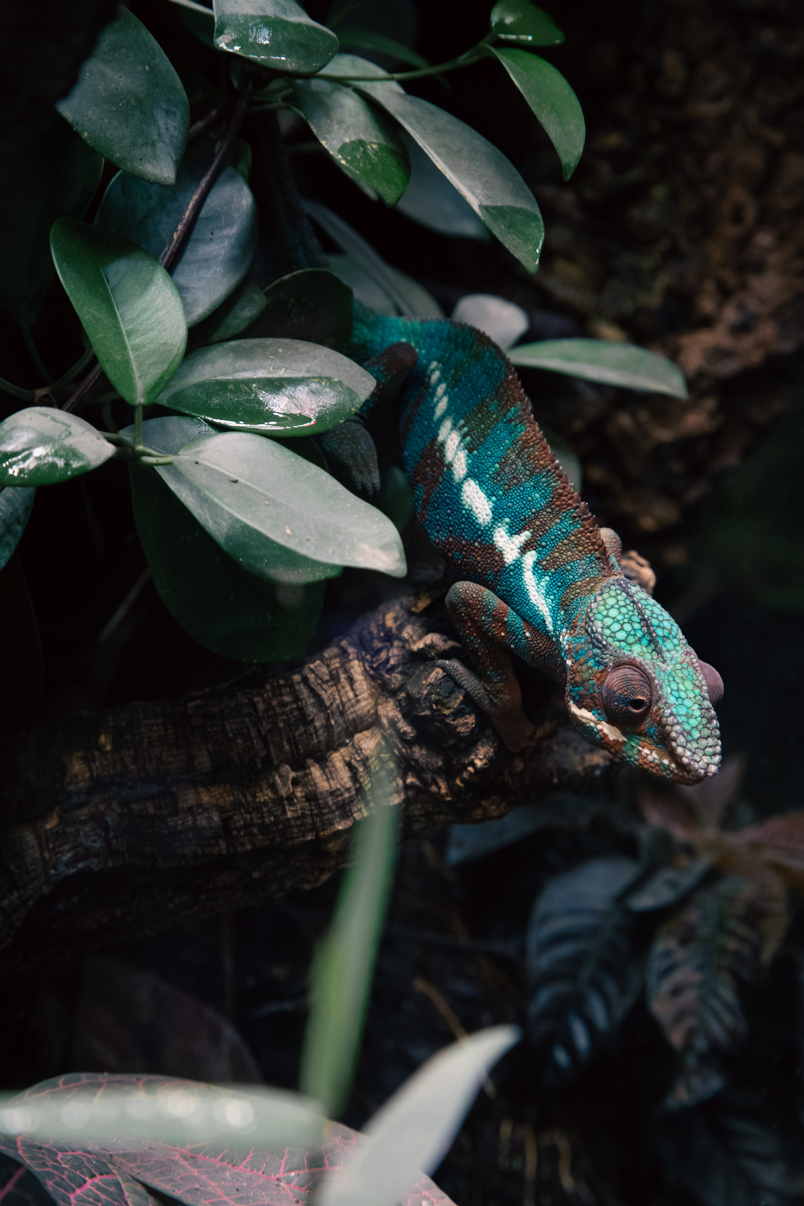 Хамелеон. Dmitriy [KCCC] is a pretty cool photographer