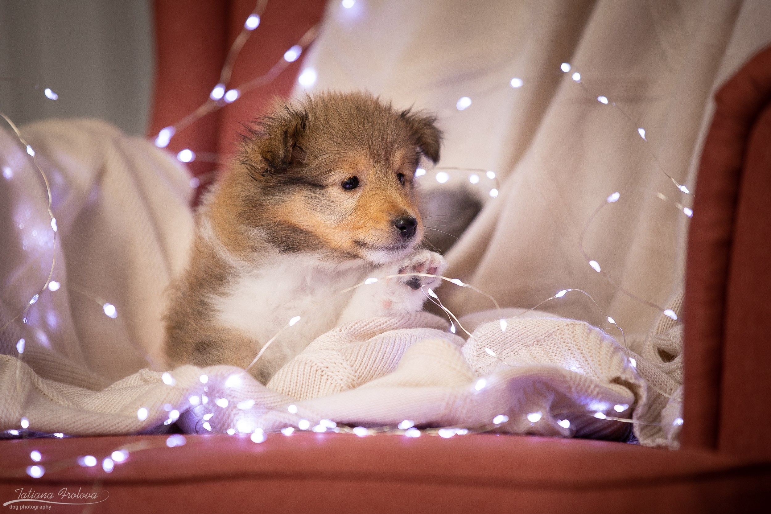 Съёмка щенков дома. Фотограф-анималист в Москве и Московской области Татьяна Фролова
