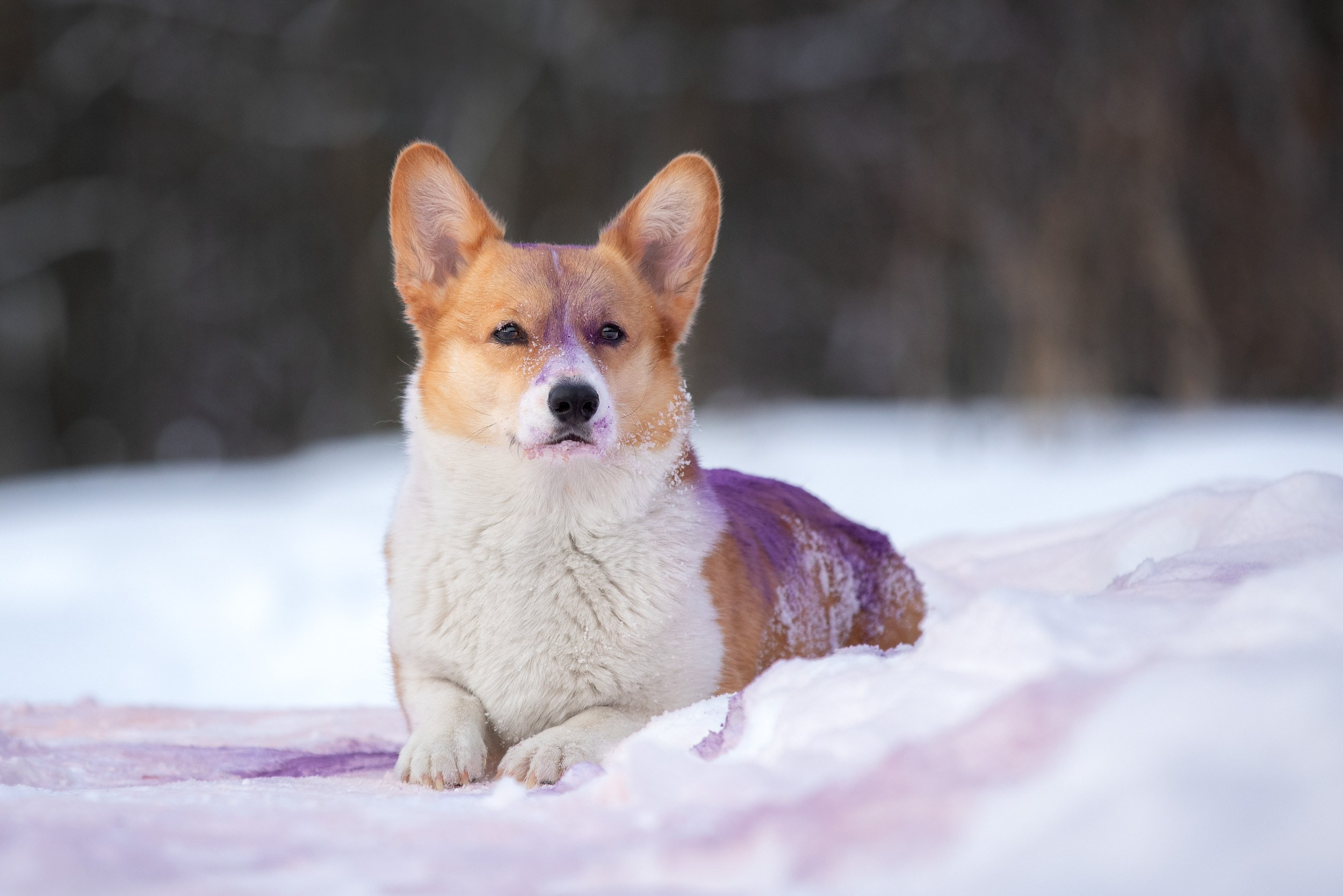 Творческая съемка собаки с красками холи. Фотограф-анималист в Москве и Московской области Татьяна Фролова