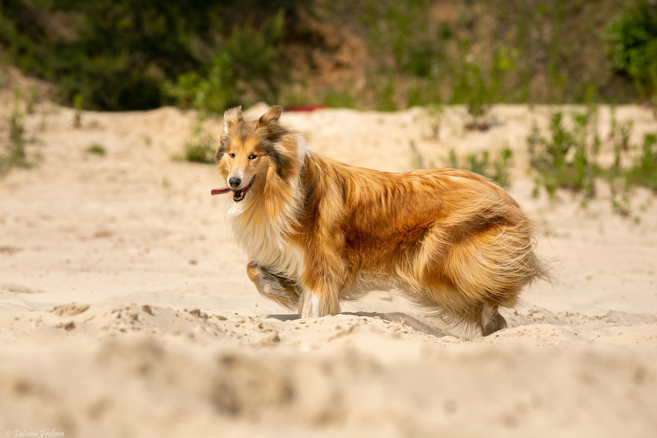 Анималистическая фотосъемка на озере в Лыткарино Московской области. Фотограф-анималист в Москве и Московской области Татьяна Фролова