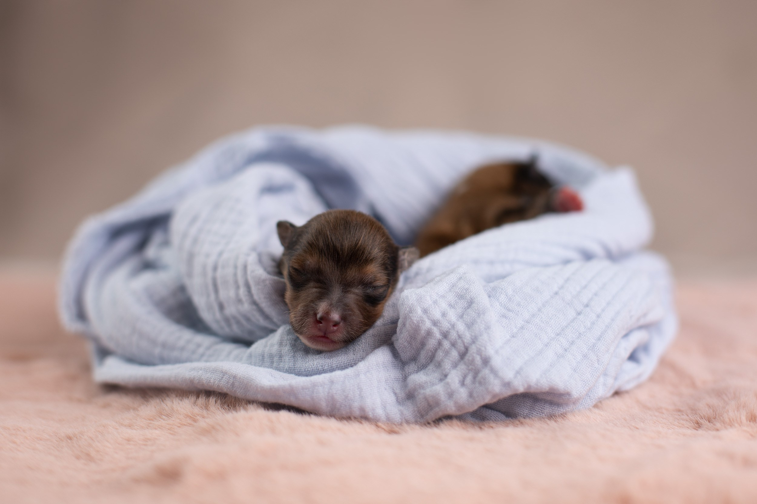 Ньюборн съемка для новорожденных щенков в доме заводчика. Фотограф-анималист в Москве и Московской области Татьяна Фролова