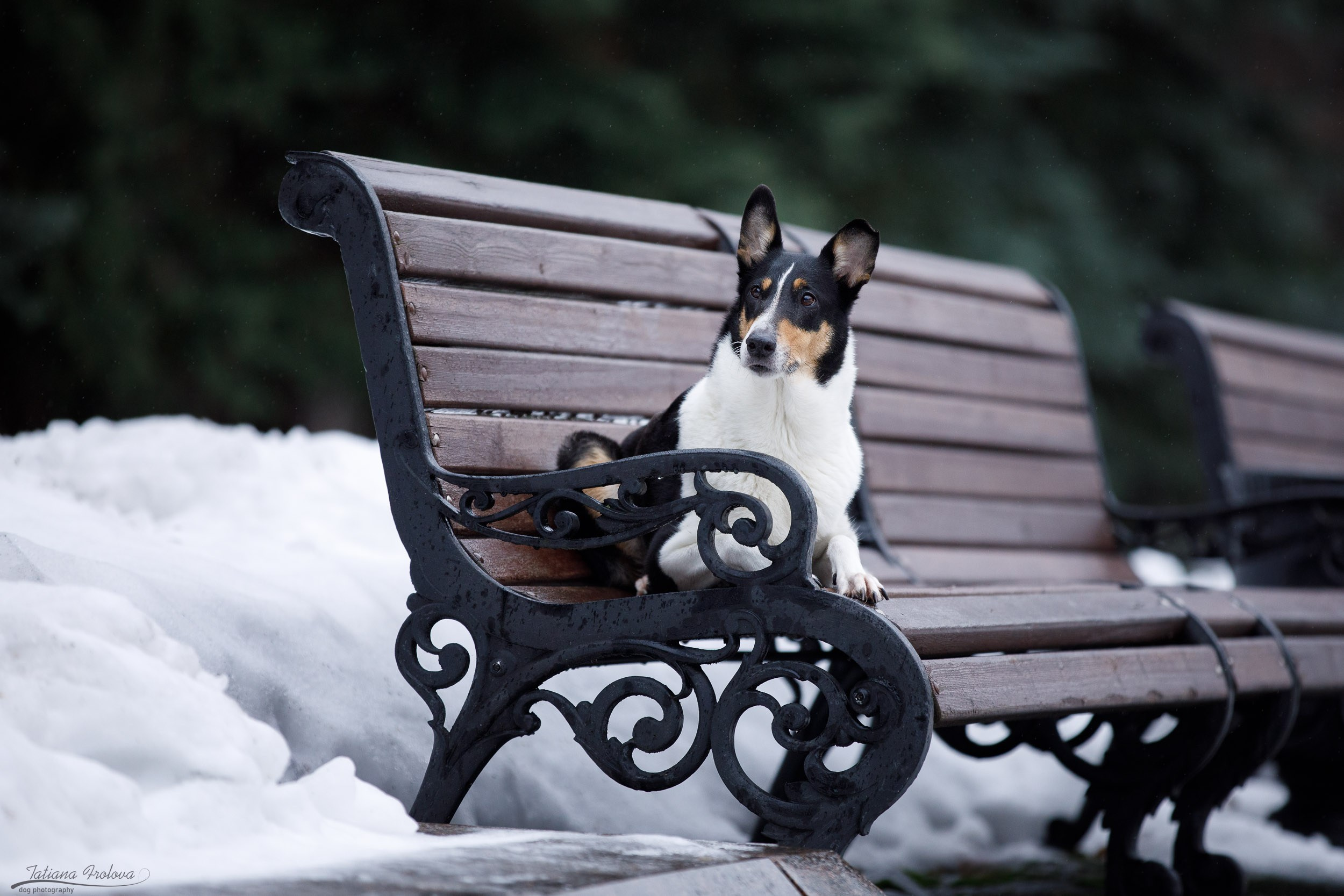 Фотопрогулка короткошерстной колли в Москве. Фотограф-анималист в Москве и Московской области Татьяна Фролова