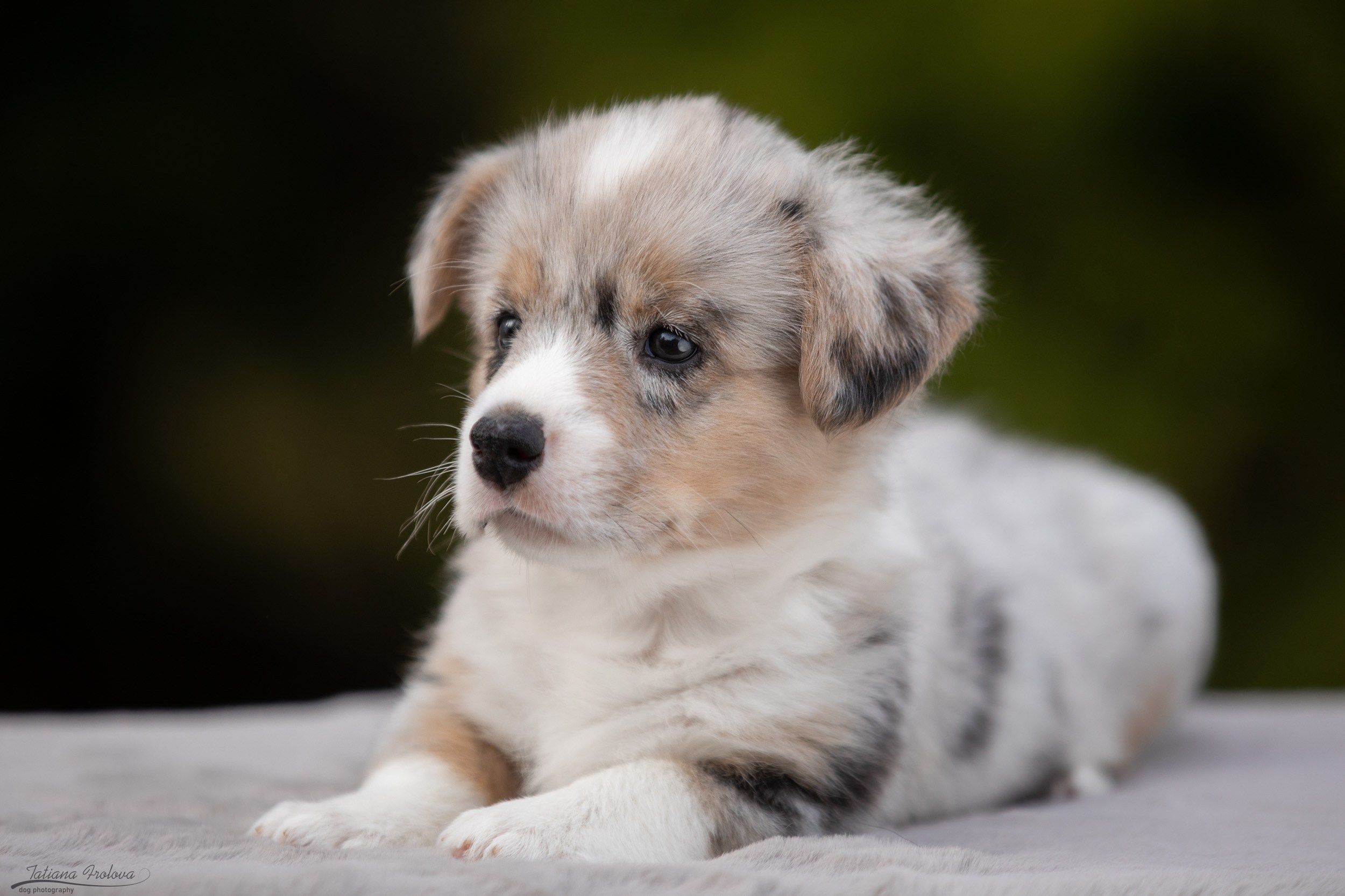 Съемка помета щенков для продажи на улице. Фотограф-анималист в Москве и Московской области Татьяна Фролова