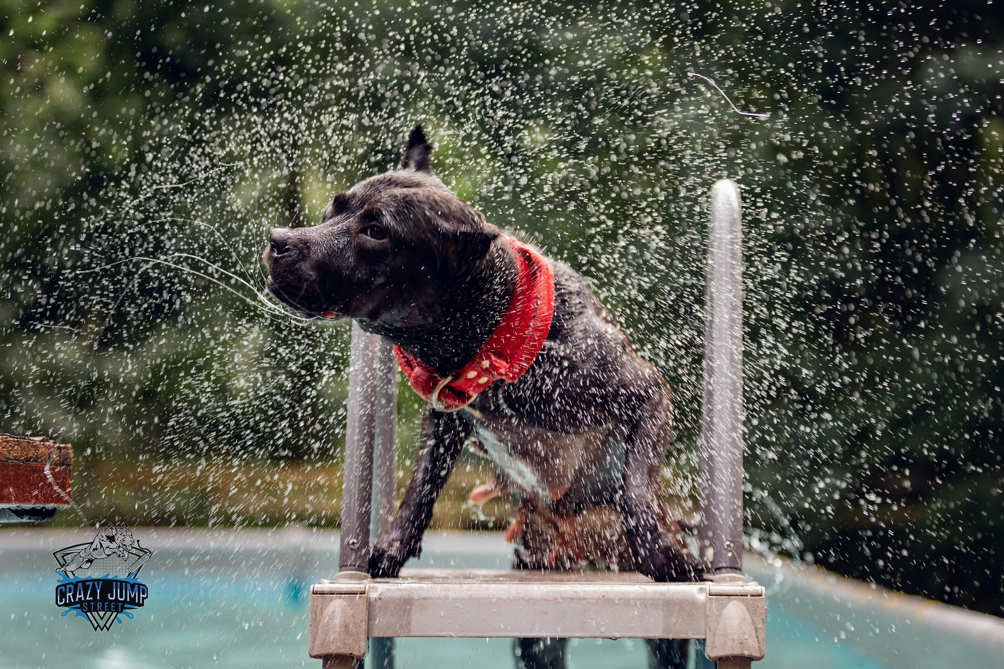 Собаки, спорт, Док дайвинг. Свадебный и репортажный фотограф в Москве и Московской области