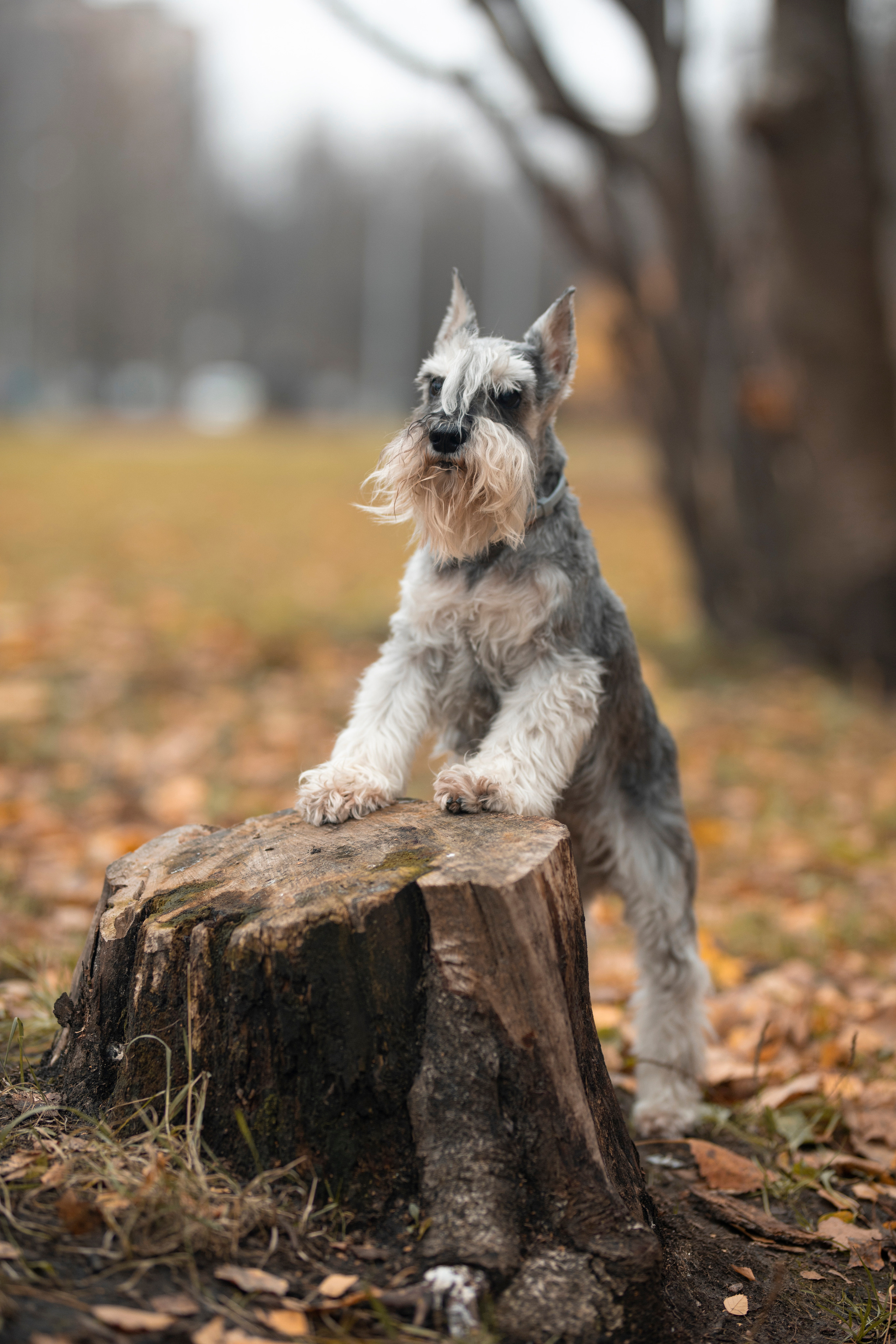 Собаки и не только. Фотограф Алена Звездина