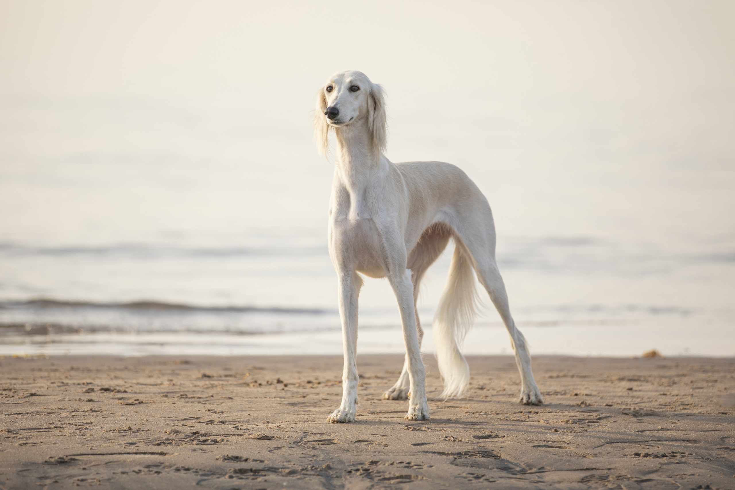 Собаки и не только. Фотограф Алена Звездина