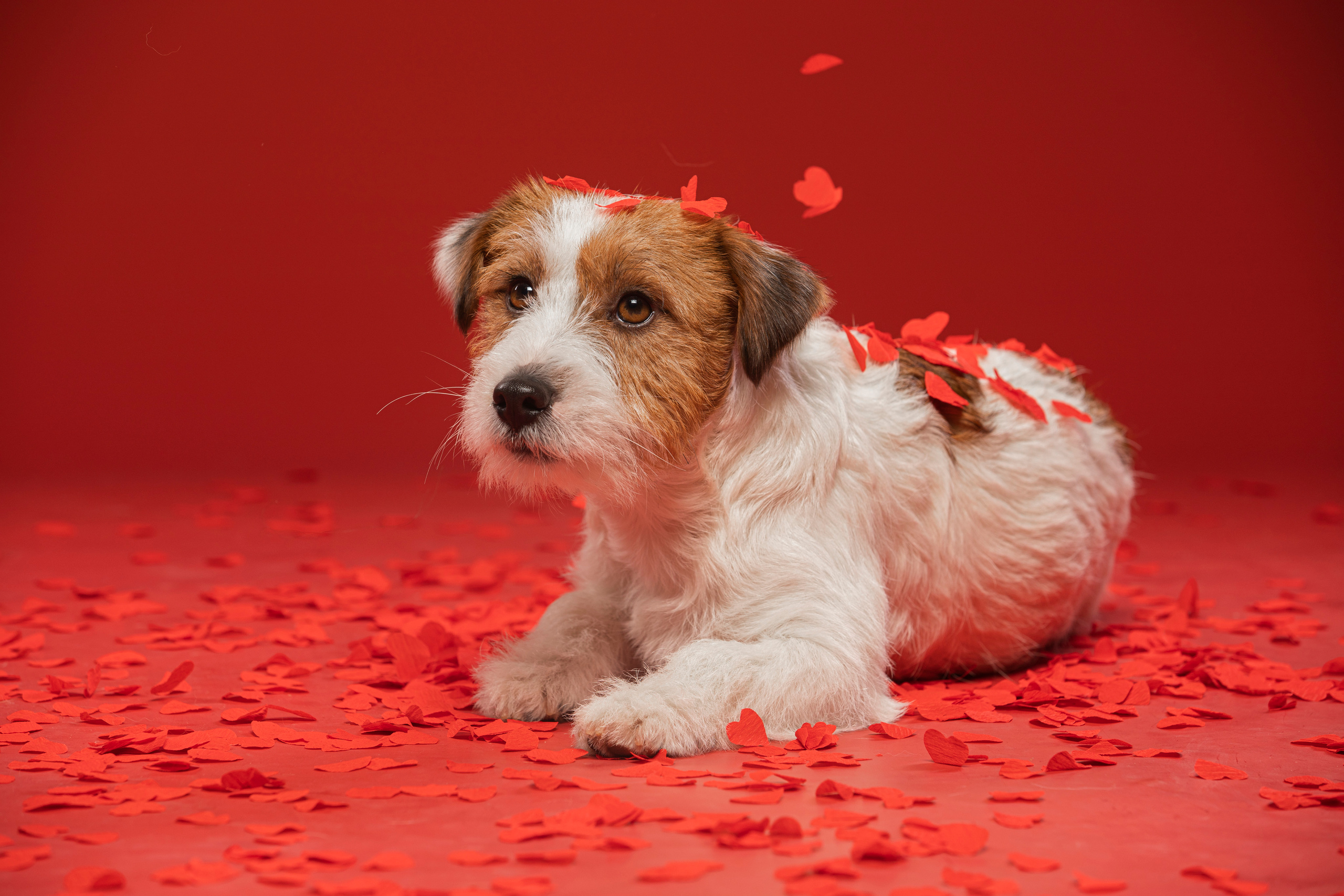 Собаки и не только. Фотограф Алена Звездина