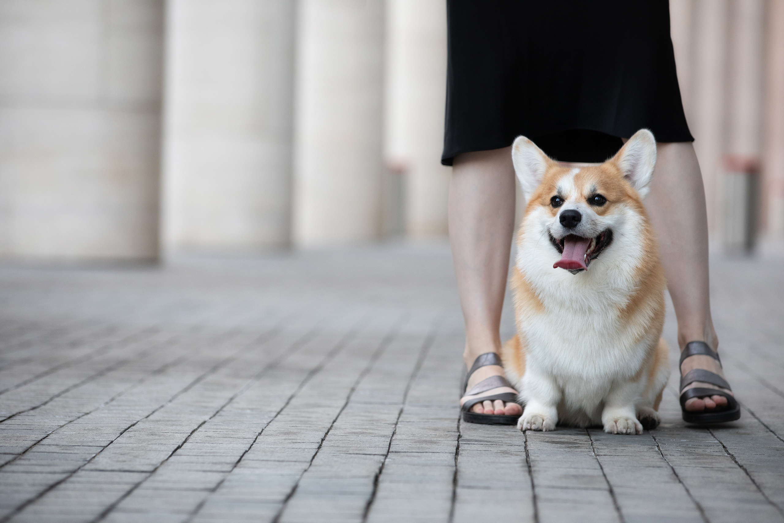 Собаки и не только. Фотограф Алена Звездина